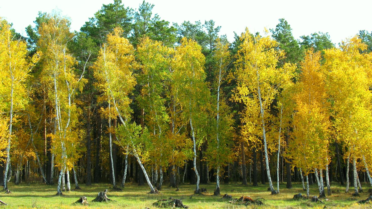 Лиственный лес средней полосы России