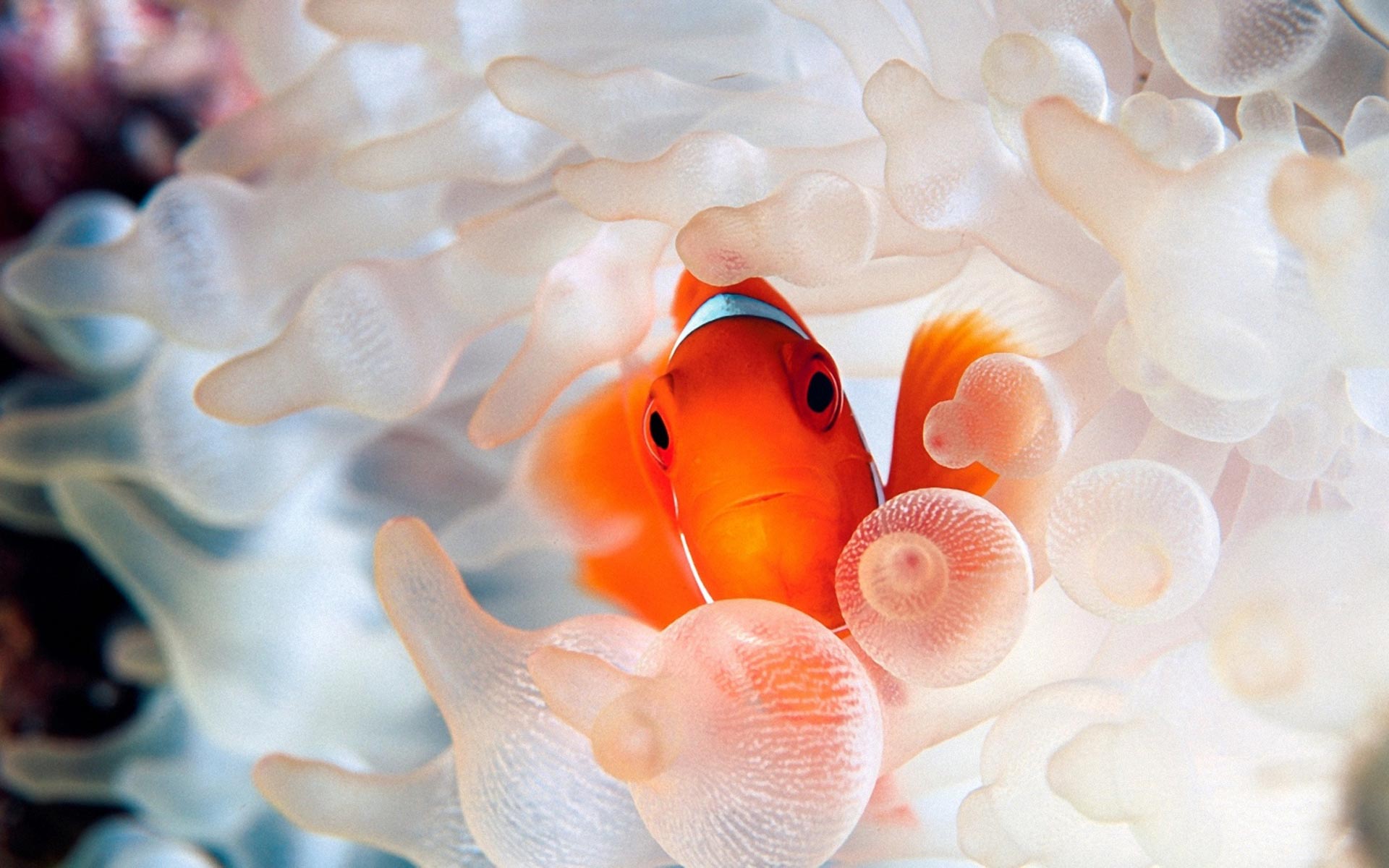 Рыбы клоуны актинии океан