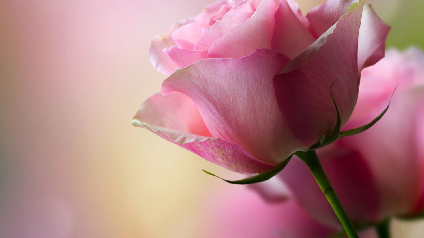 Юлечка милашка ок ру. Цветочный фон. Розовые цветы. Нежные розы. Картинки на рабочий стол розы.