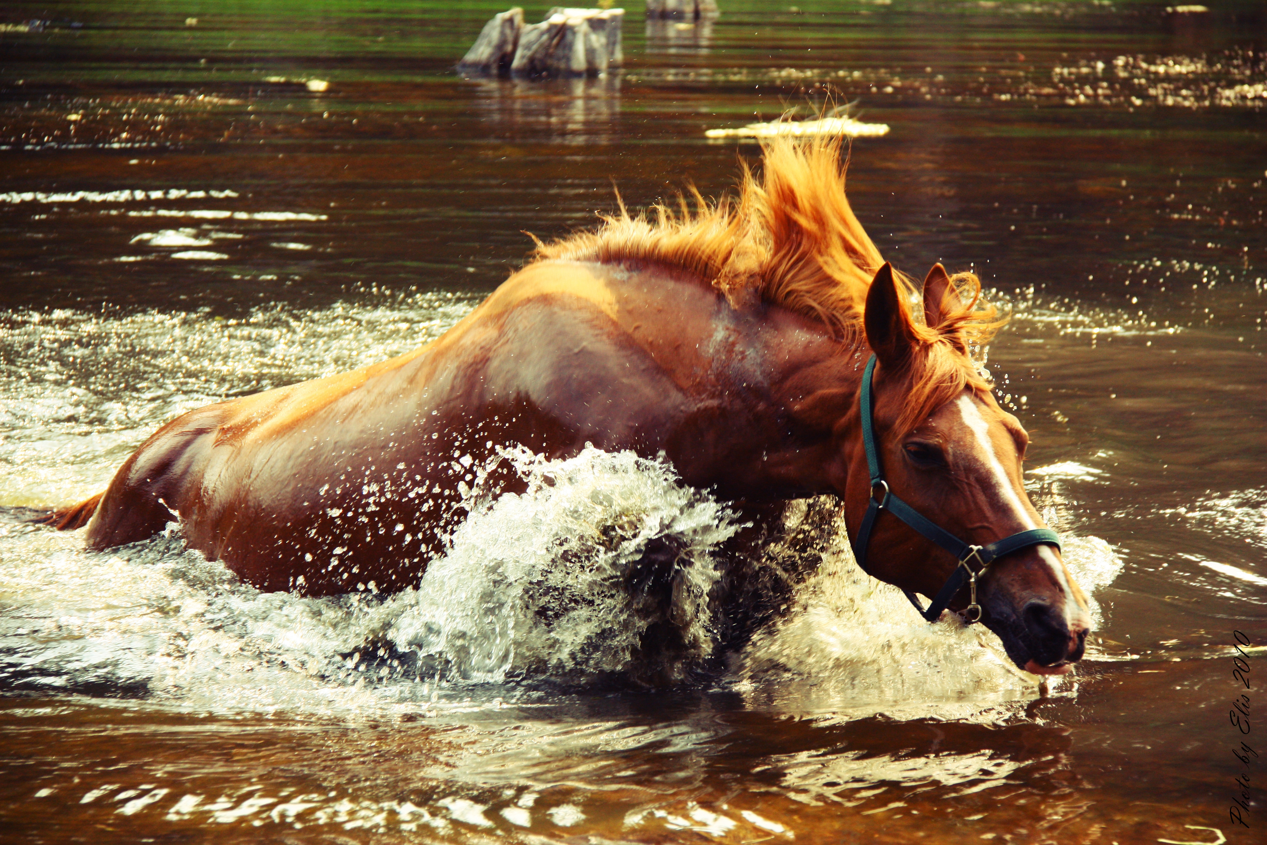 Хорс лейк. Лошади в воде. Лошадь плывет. Красивые лошади. Лошадь у реки.