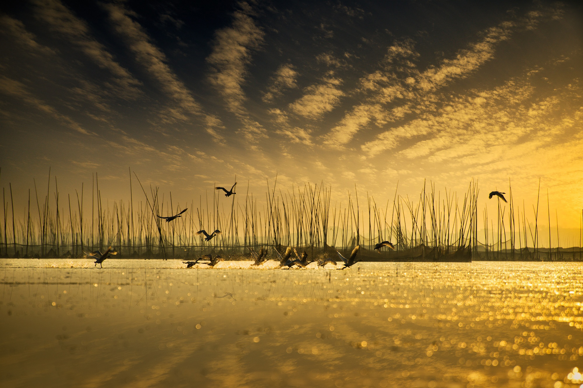 golden, animal, bird, duck, sky, sunset, water, birds FHD, 4K, UHD