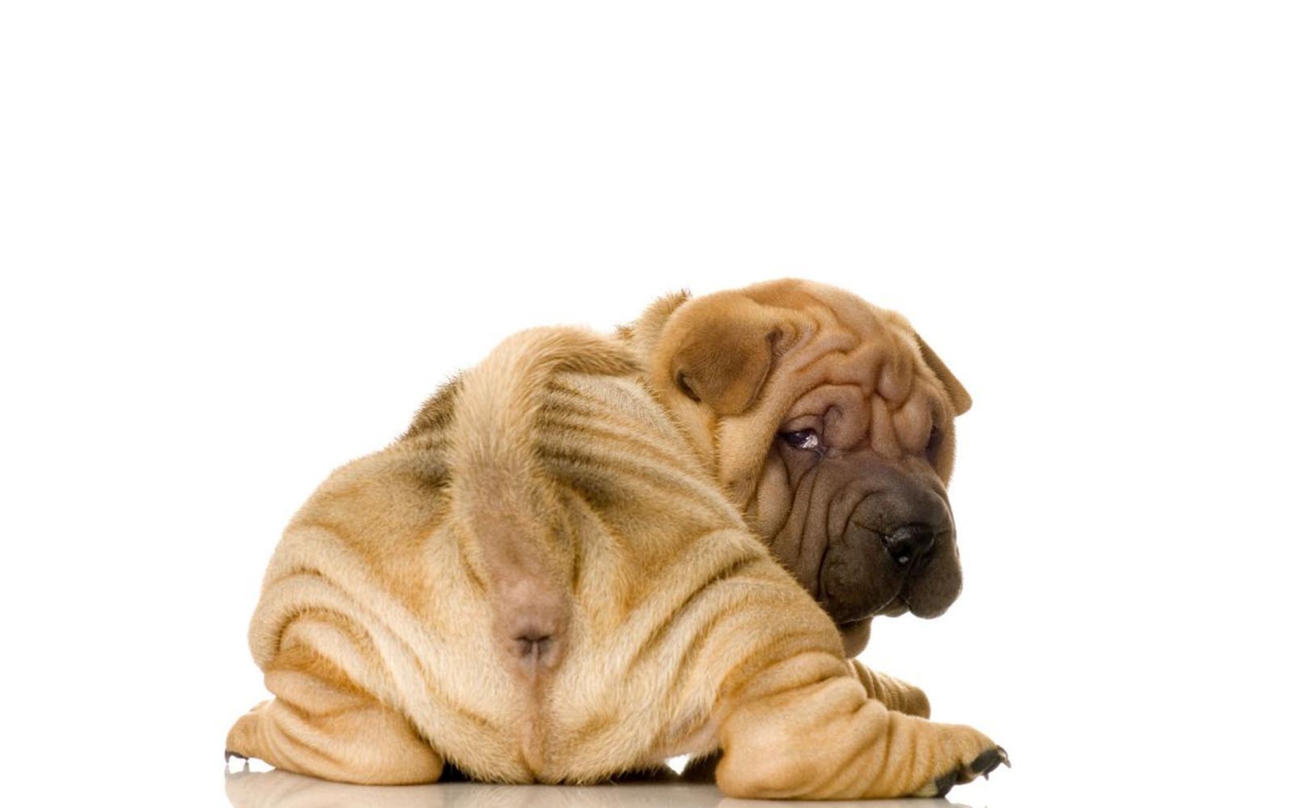 android animal, shar pei, dogs