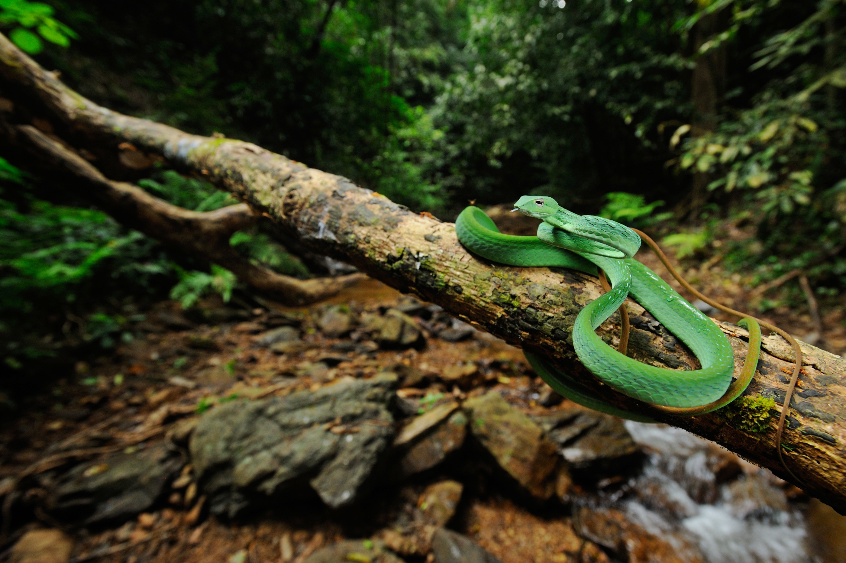 Змеи в тропическом лесу
