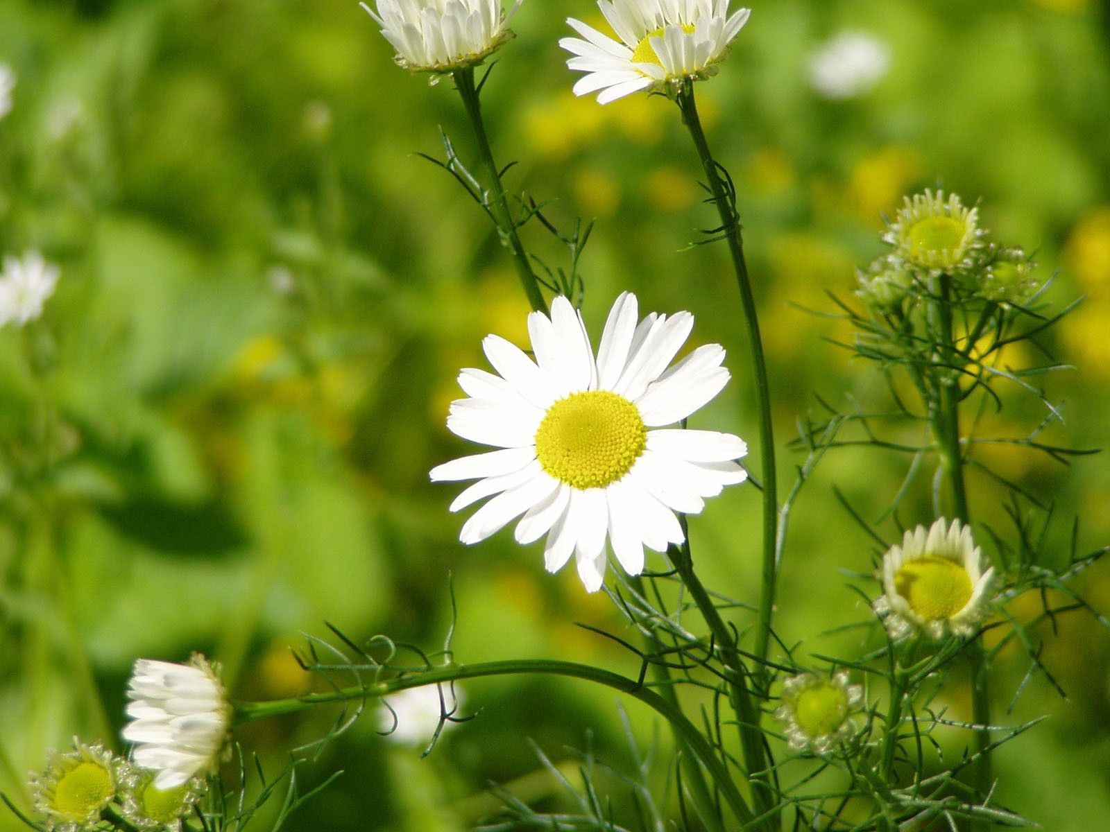 Laden Sie das Grass, Blätter, Kamille, Makro, Blütenblätter-Bild kostenlos auf Ihren PC-Desktop herunter