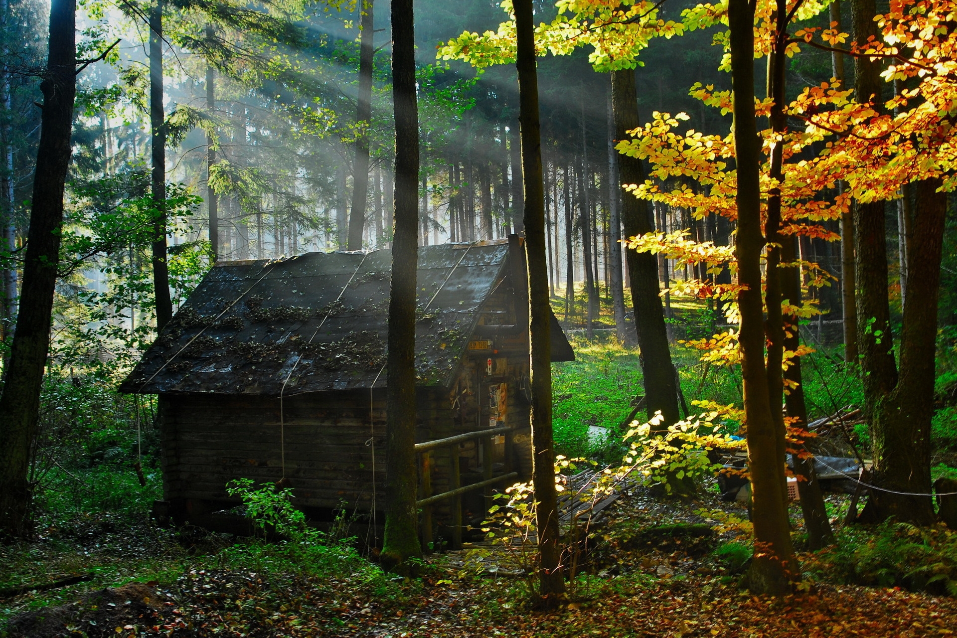 small house, nature, autumn, leaves, lumen, forest, lodge, morning, opening