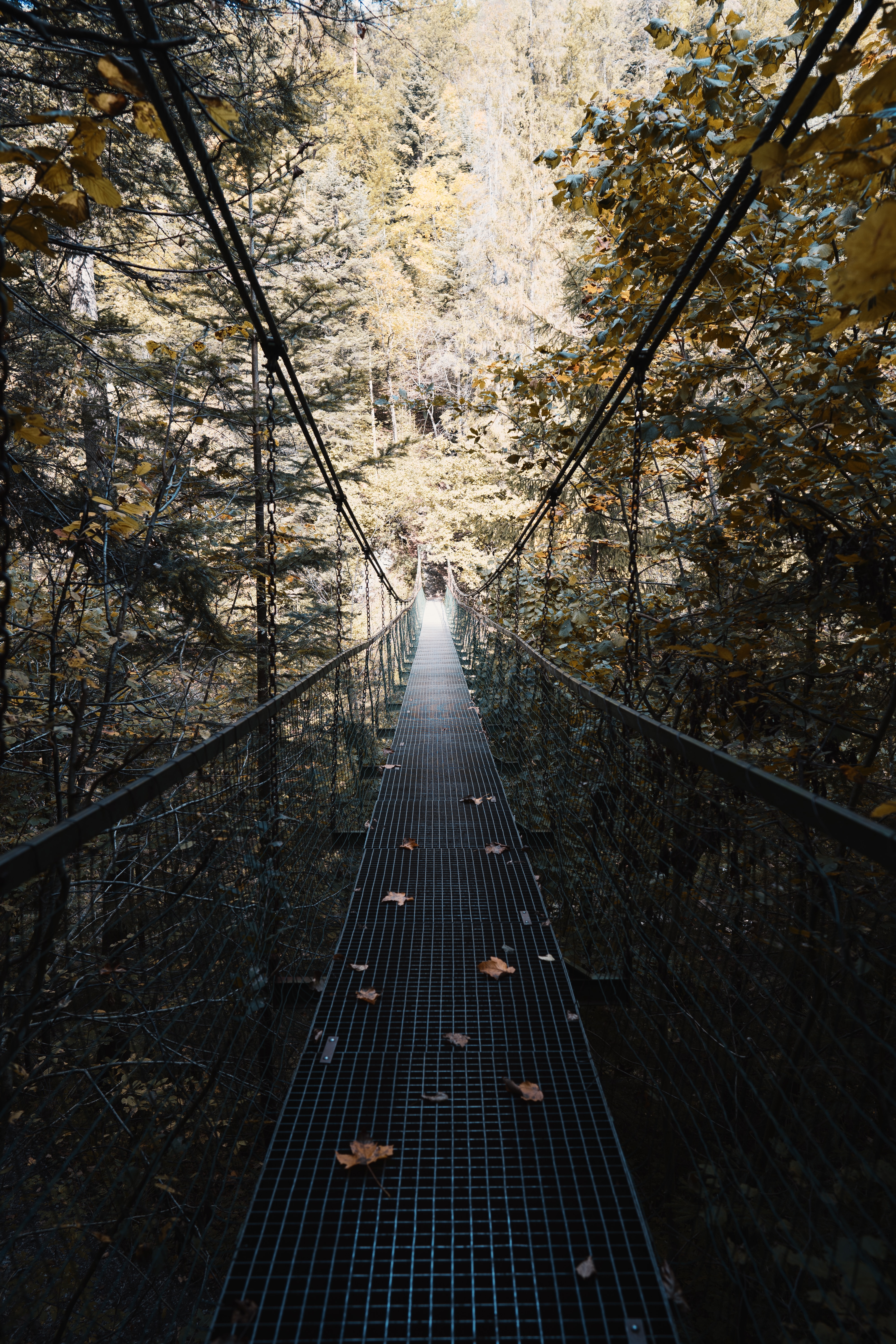 fallen leaves, trees, miscellanea, miscellaneous, forest, bridge, fallen foliage, suspension bridge High Definition image