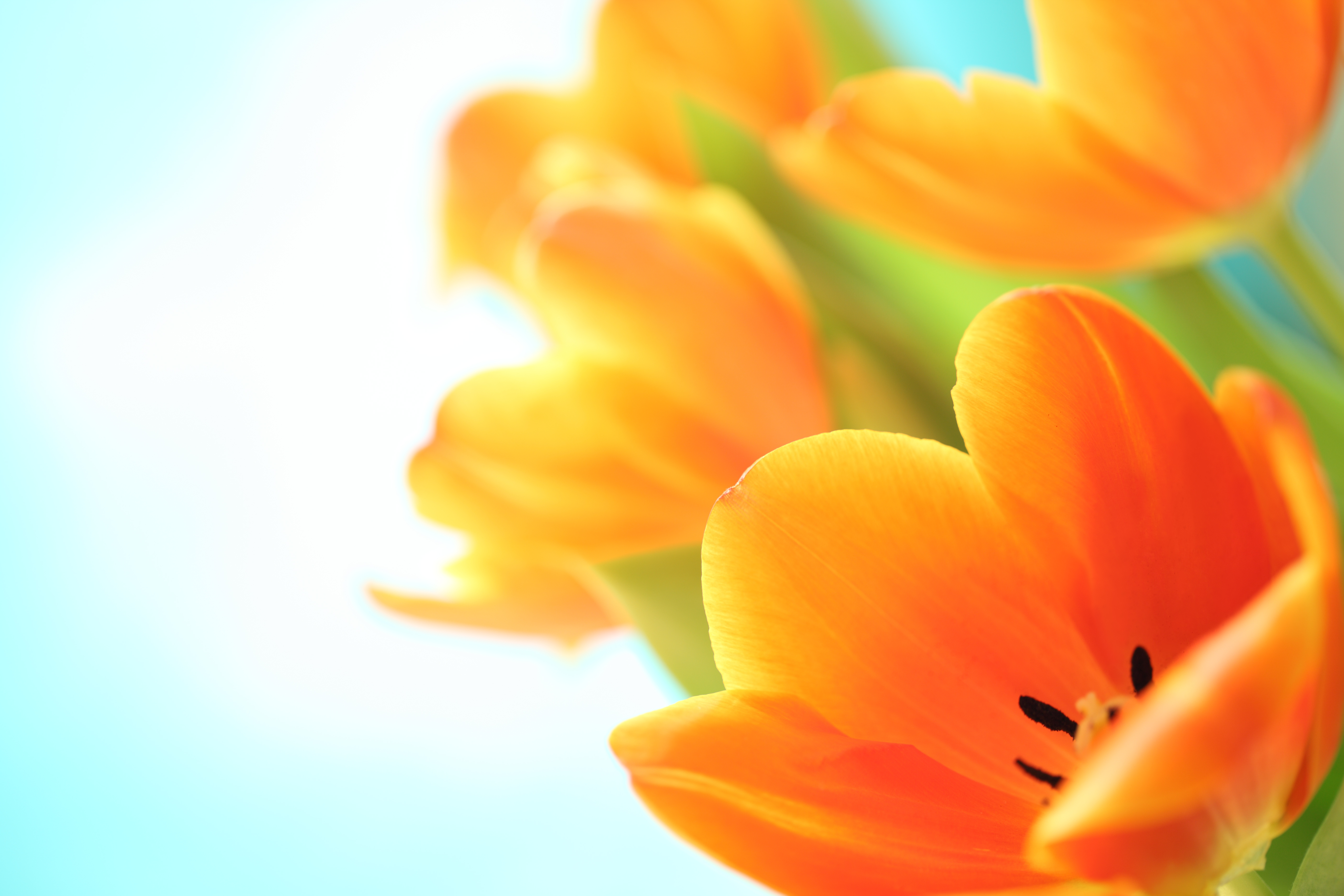 С 8 марта оранжевые тюльпаны открытка