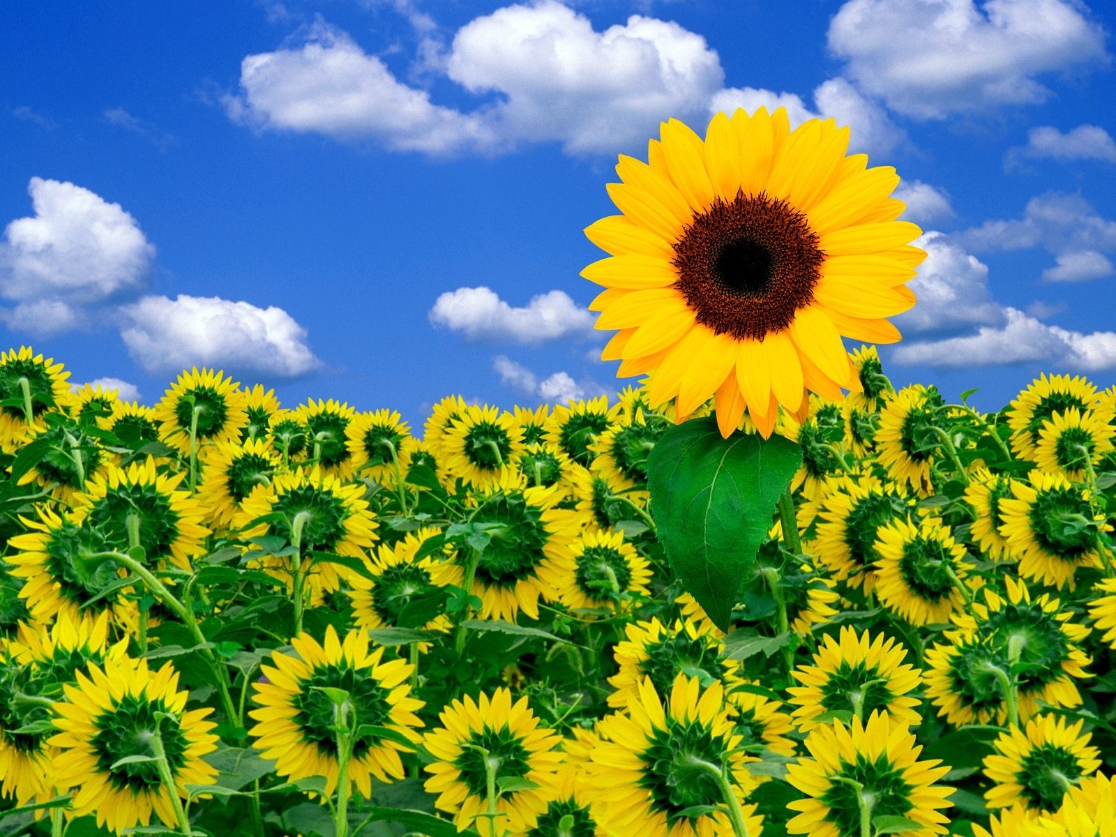 sunflowers, plants, sky iphone wallpaper