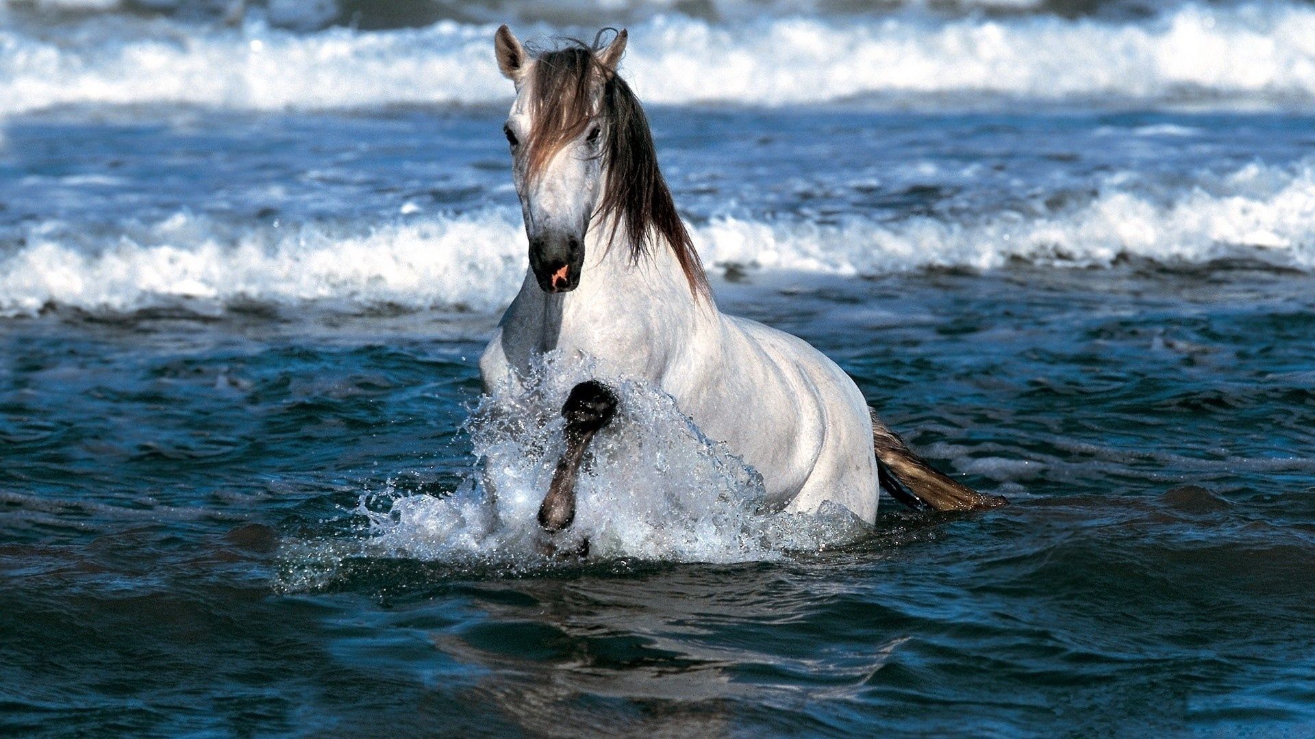Download mobile wallpaper Sea, Spray, Animals, Color, Horse for free.