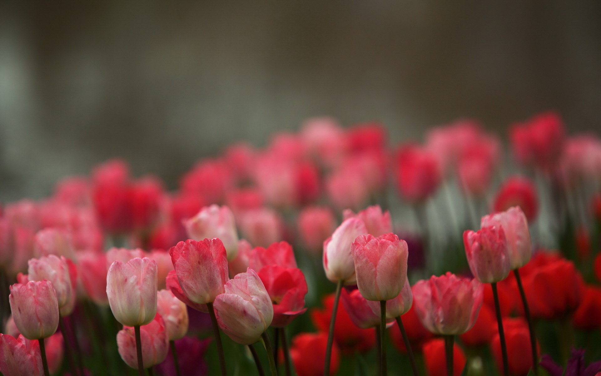 Фон цветы тюльпаны