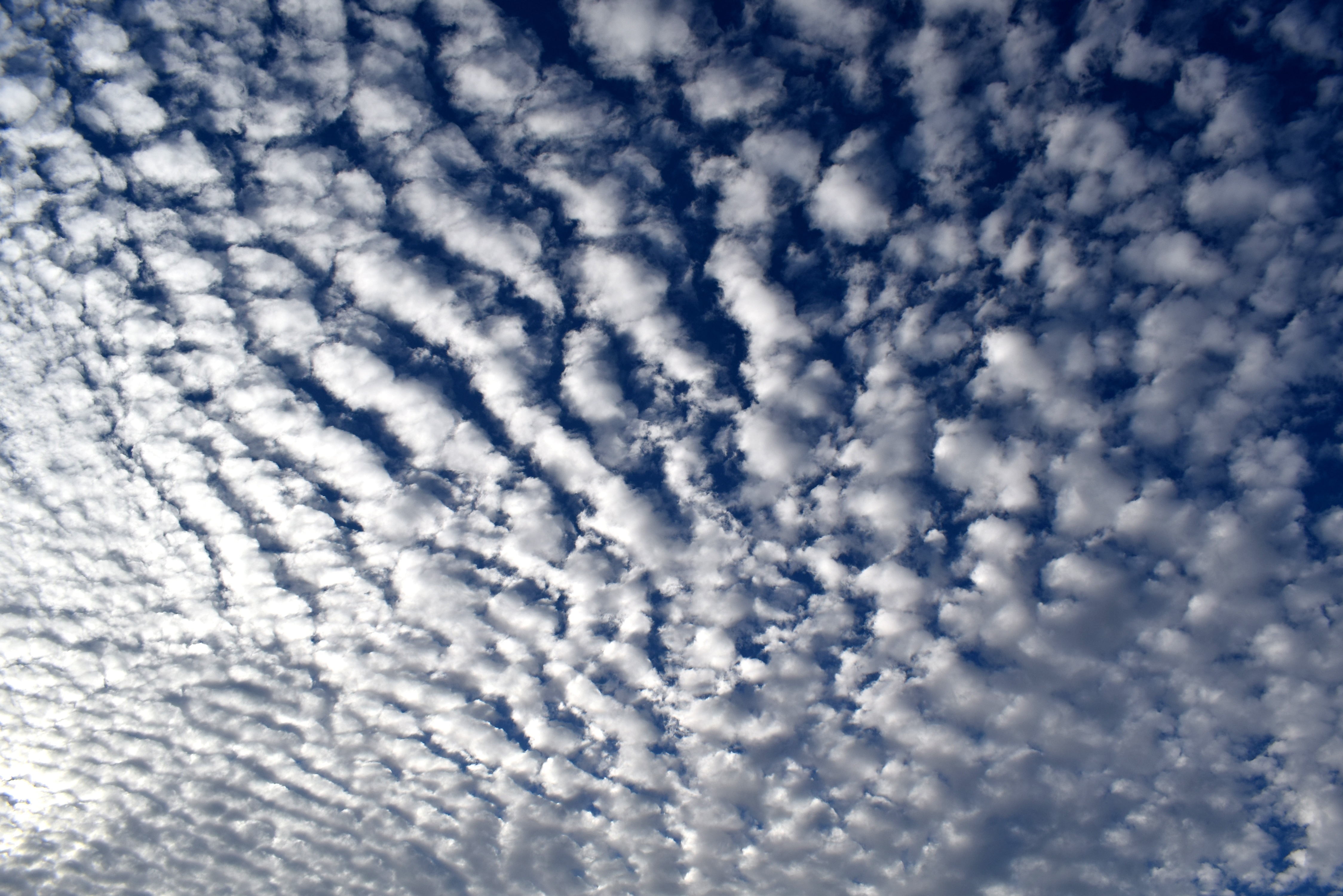 clouds, nature, sky, summer, white, curly Full HD