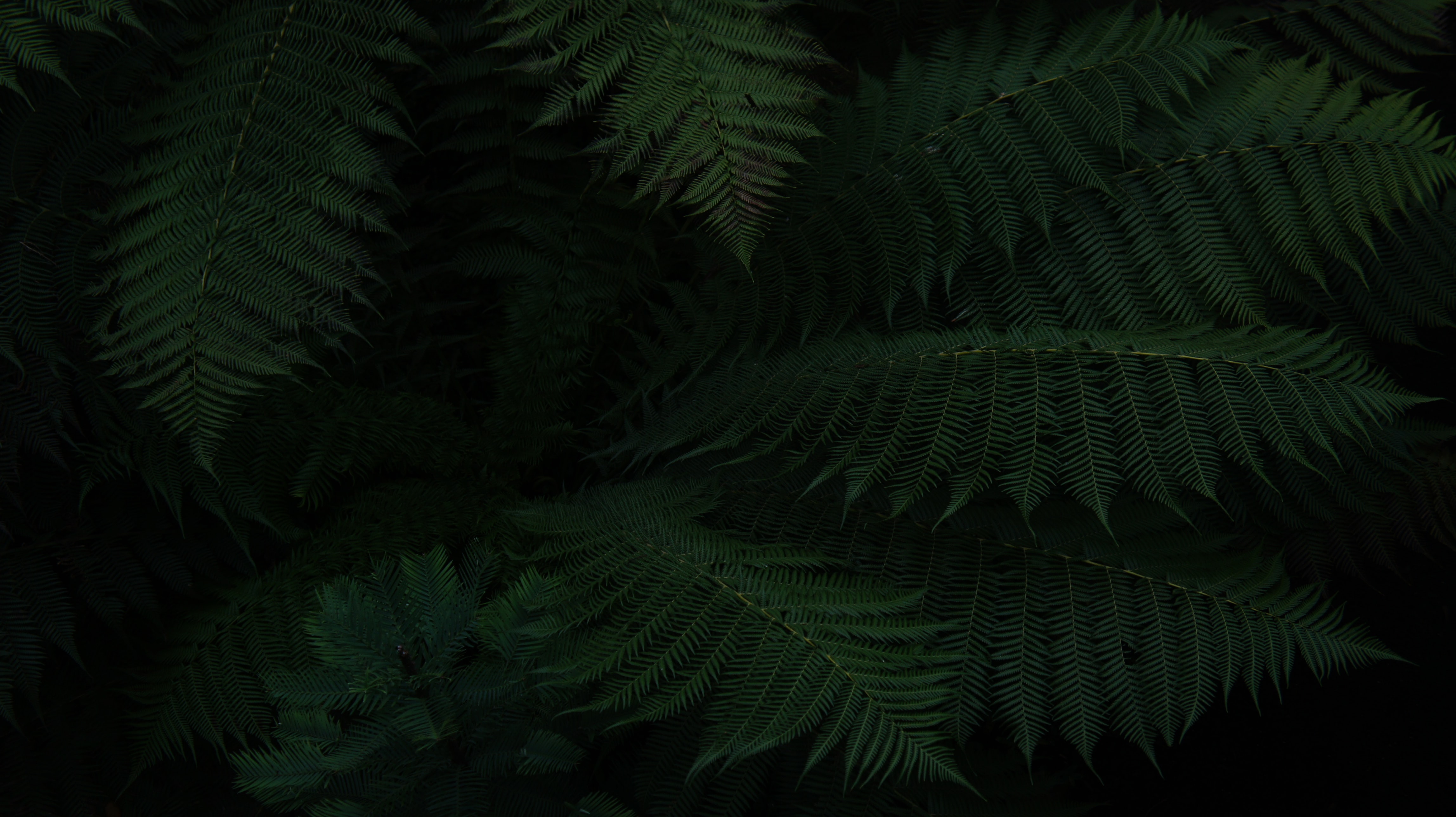 fern, green, leaves, plant, macro, dark HD wallpaper