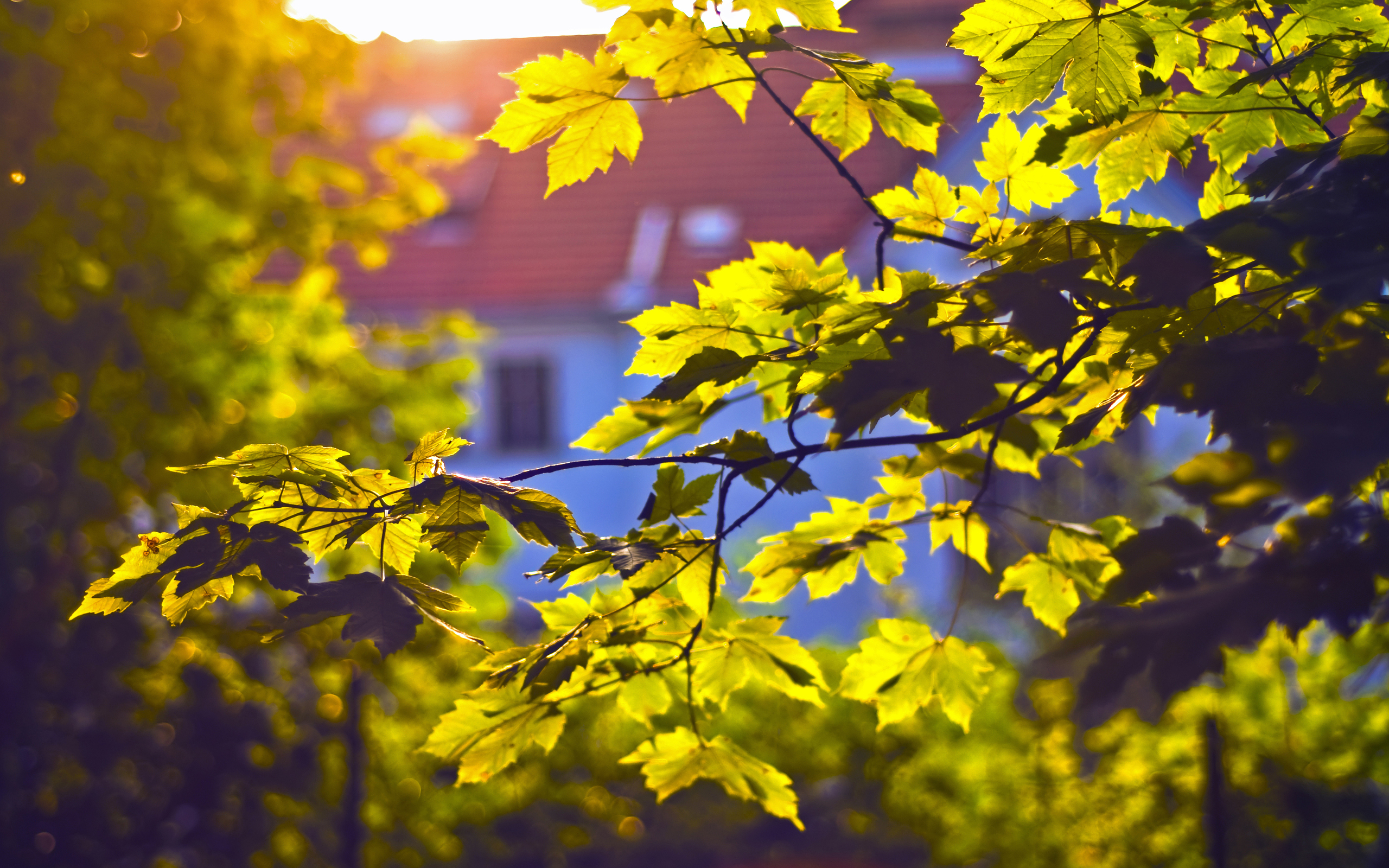 Вдруг среди листвы. Листва на солнце. Лето солнце листва. Солнце сквозь листву осень. Природа листья.