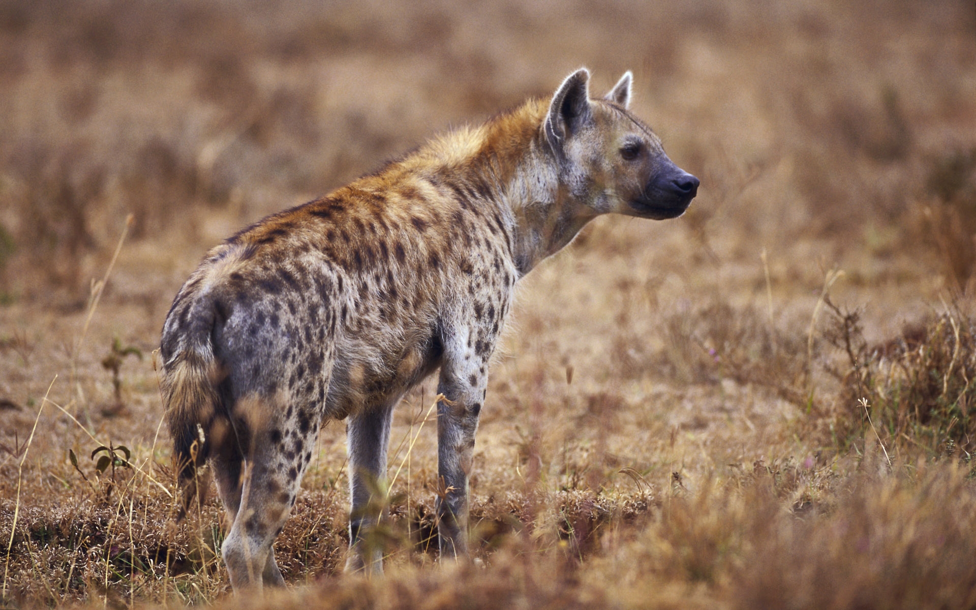 1464581 Bild herunterladen tiere, hyäne - Hintergrundbilder und Bildschirmschoner kostenlos
