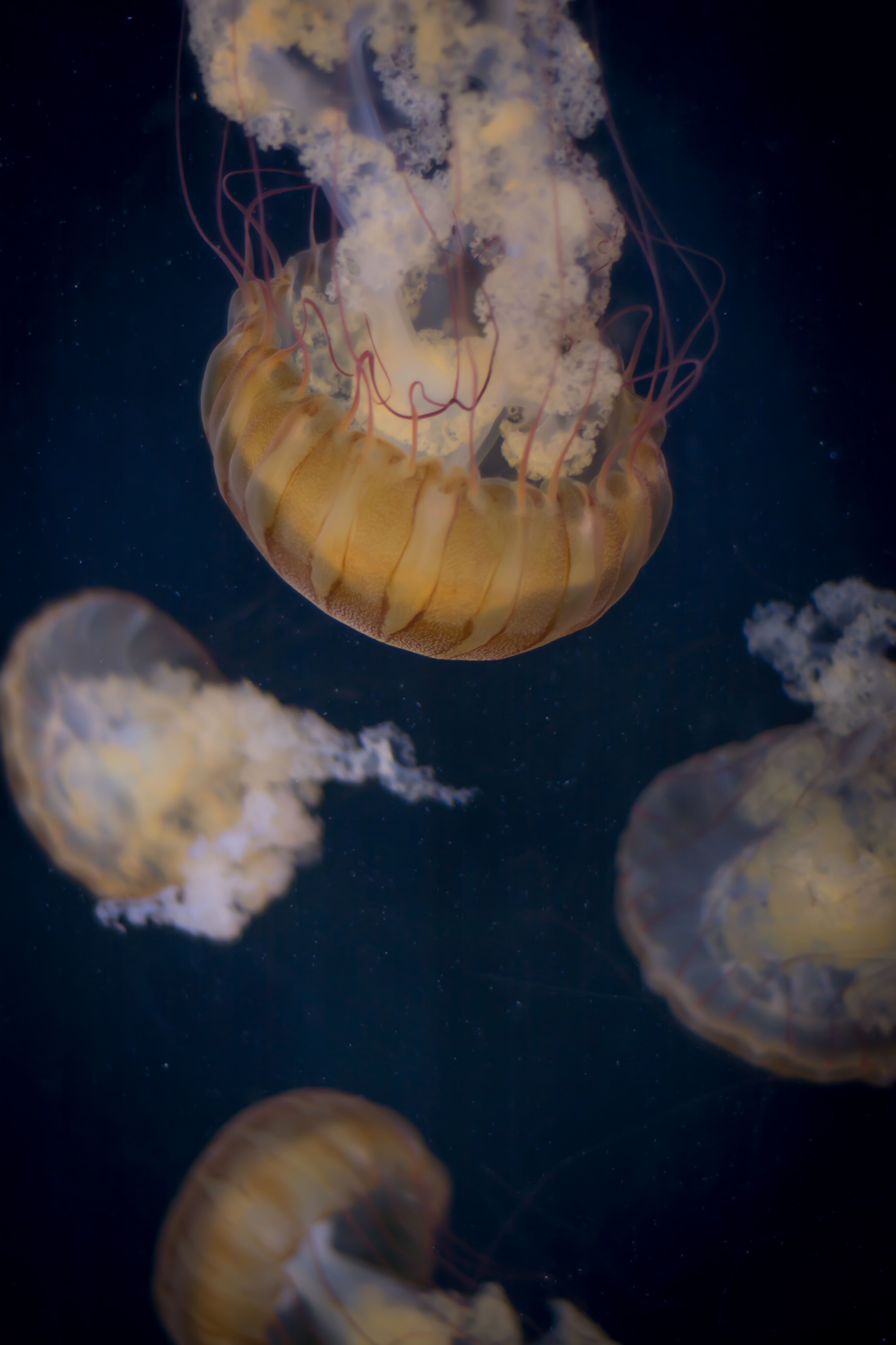 Download mobile wallpaper Animals, Tentacle, Water, Underwater World, Jellyfish for free.