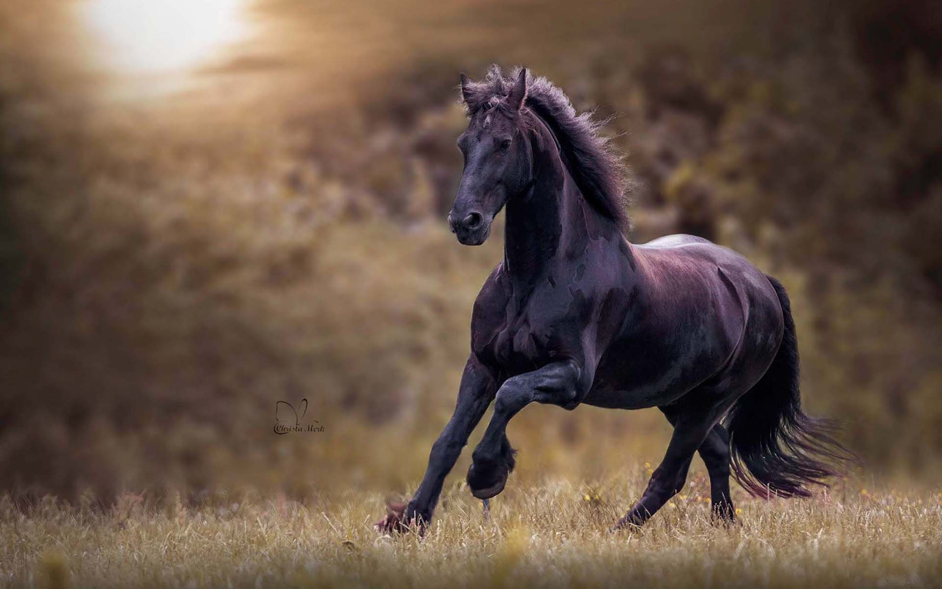 Download mobile wallpaper Animal, Horse, Running for free.