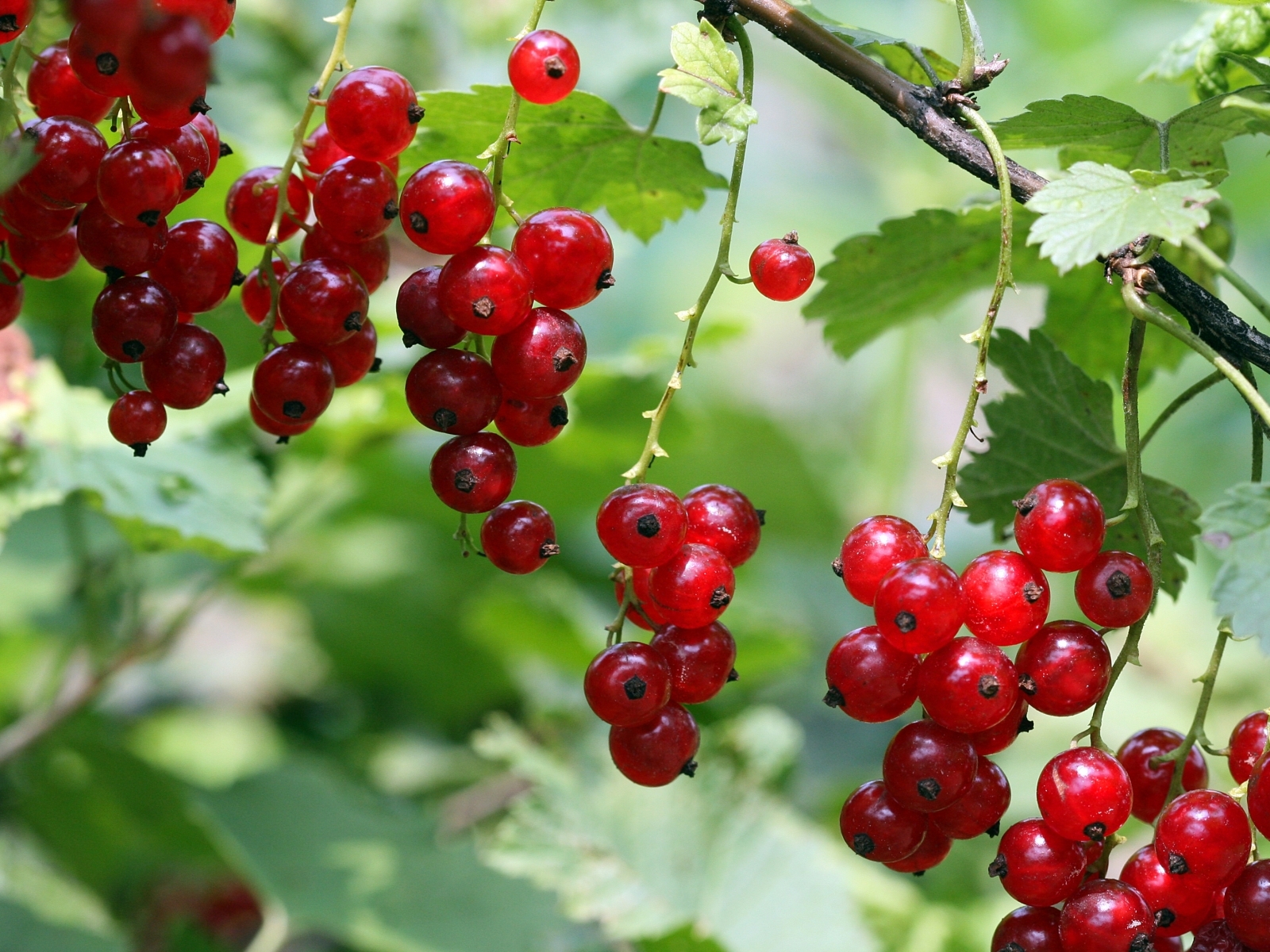 green, plants, fruits, food, berries, currant High Definition image