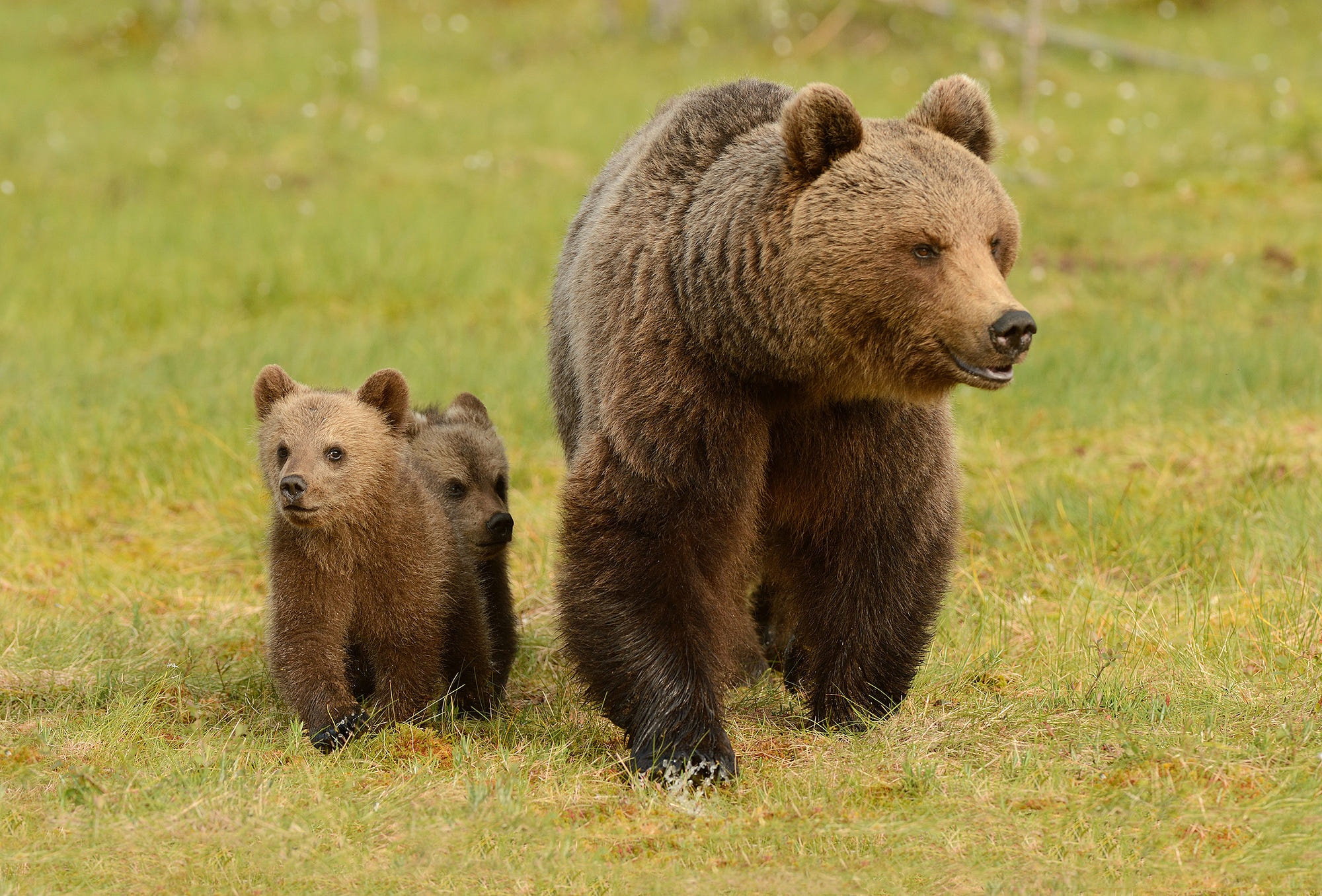 Медведица с медвежатами для детей