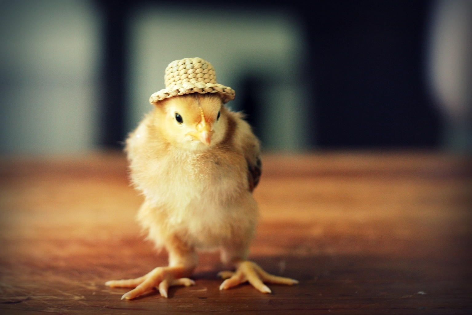 Download mobile wallpaper Chicks, Animals, Birds for free.