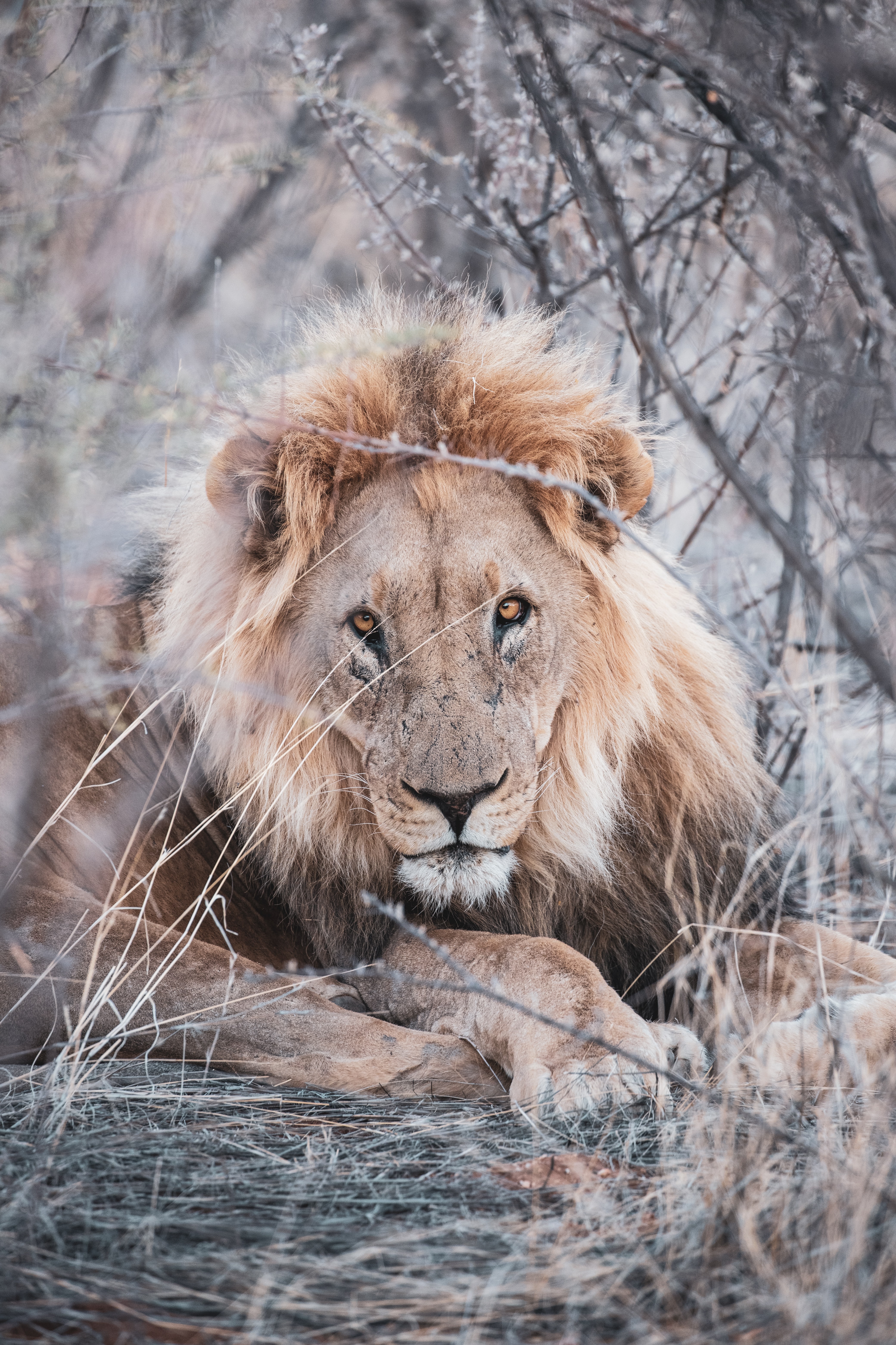 138438 descargar fondo de pantalla animal, un leon, animales, sucursales, ramas, león, depredador, fauna silvestre, vida silvestre: protectores de pantalla e imágenes gratis