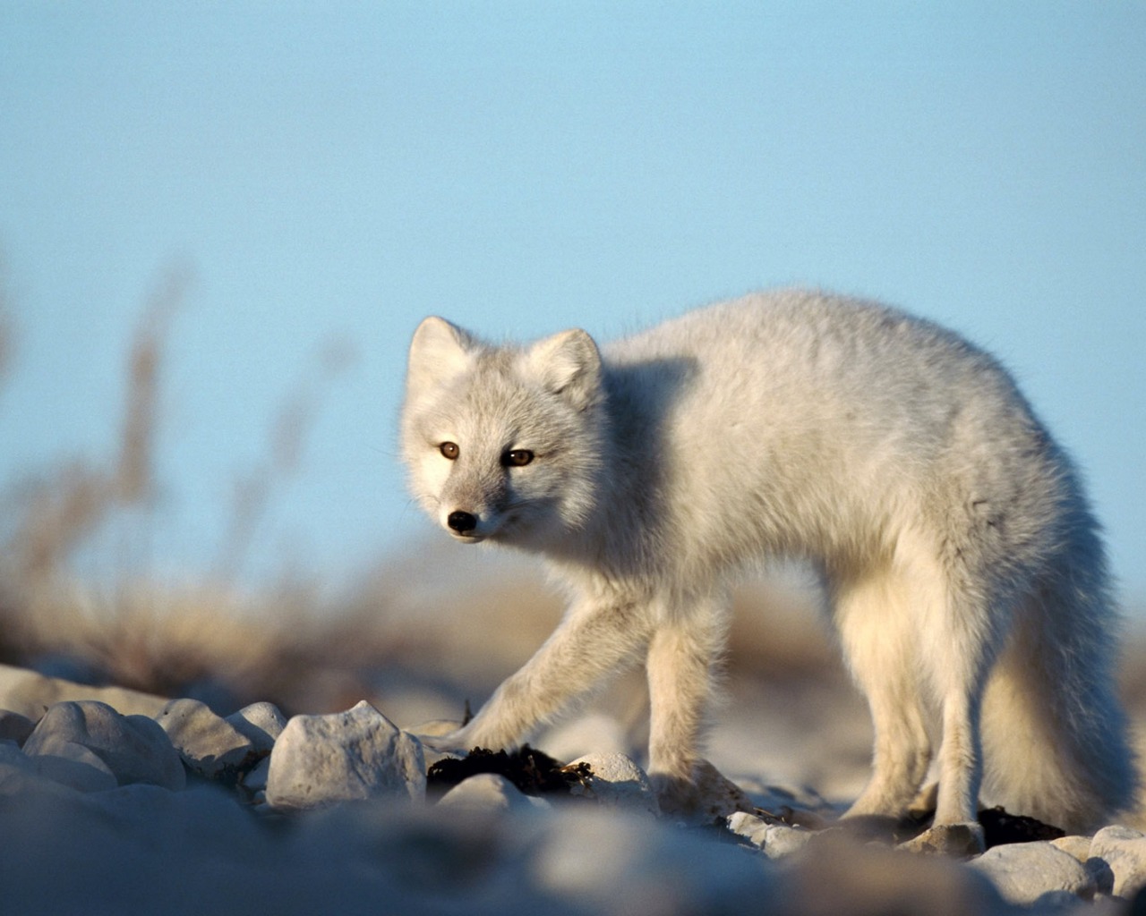 animal, arctic fox