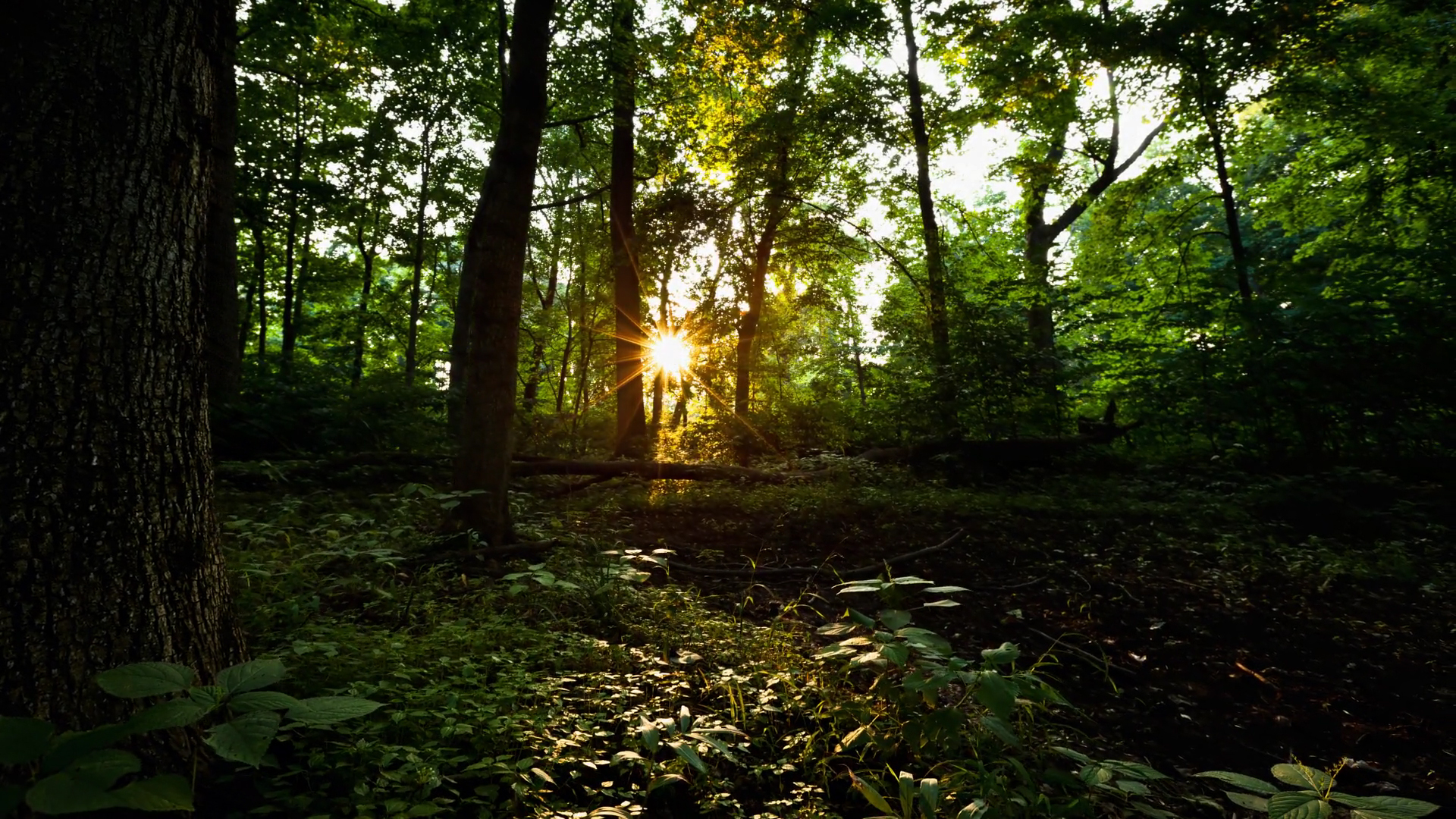 Природа лес HD