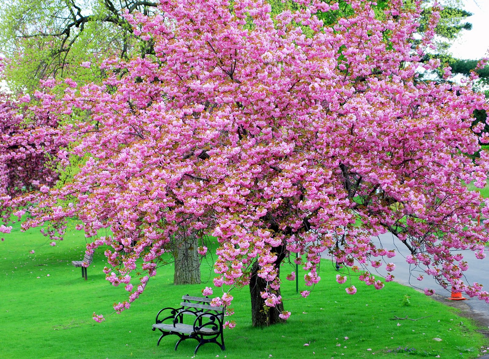 Fleur blossom. Черри блоссом дерево. Яблоня черри блоссом. Pink черри блоссом дерево деревья парк. Дерево вишня розовоцветущая.