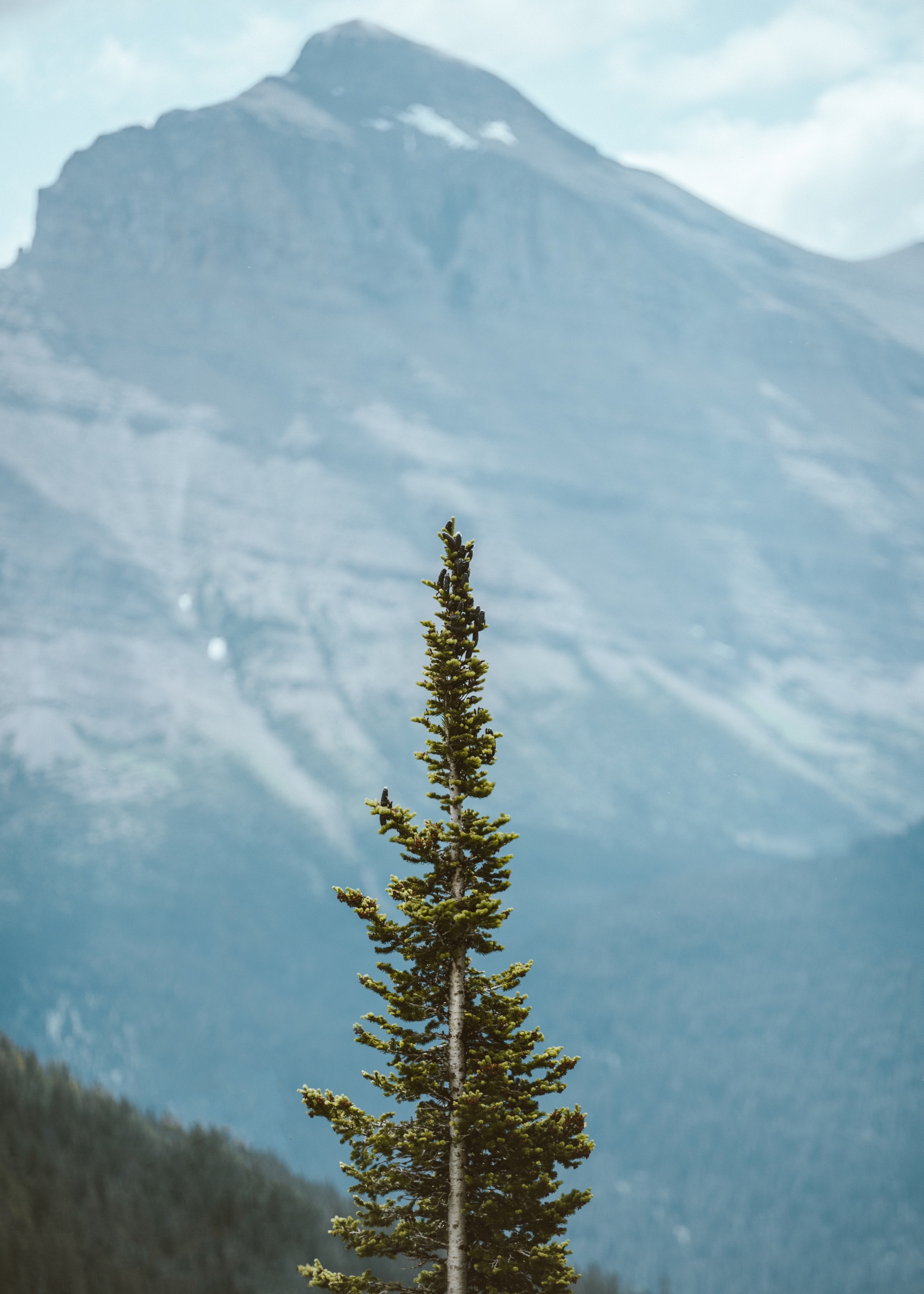 Download mobile wallpaper Wood, Coniferous, Pine, Tree, Mountains, Plant, Nature for free.