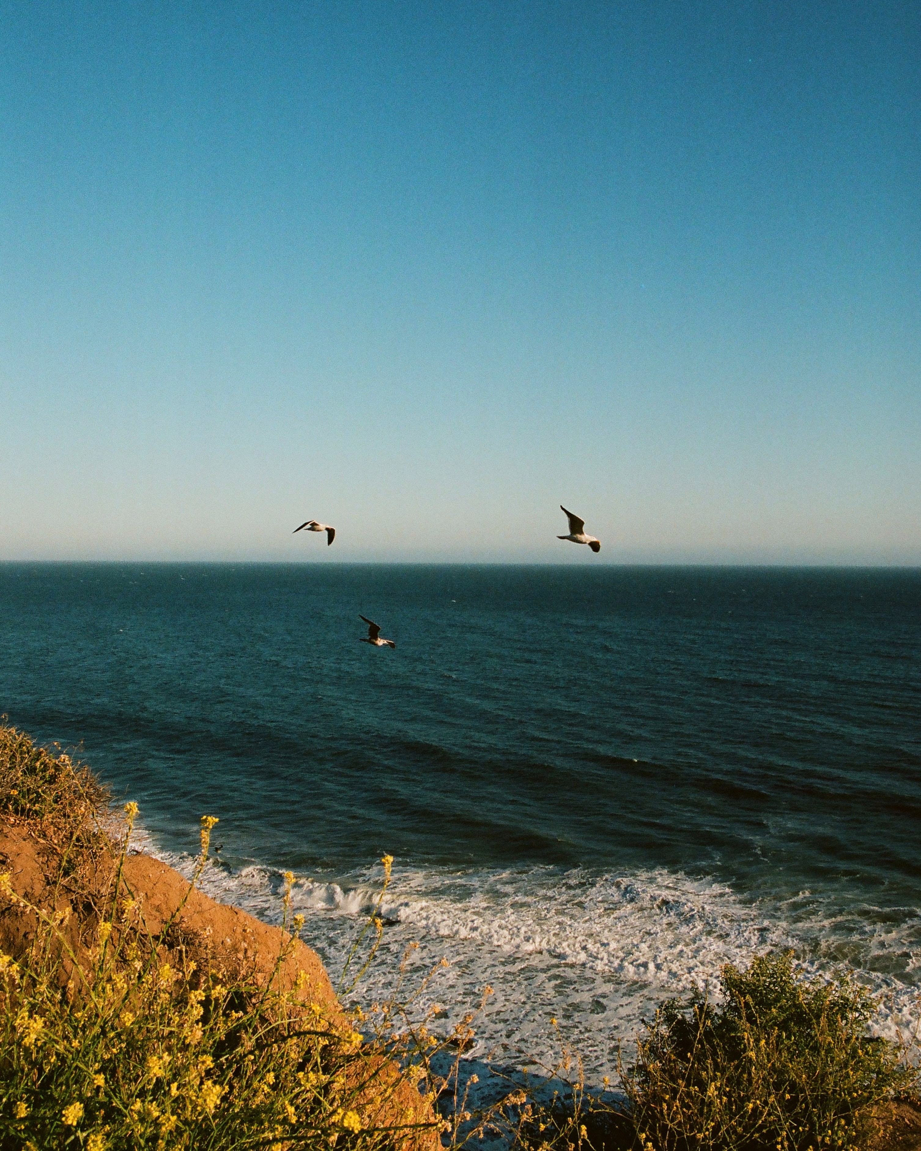 93204 Hintergrundbild herunterladen natur, blumen, vögel, sea, seagulls, waves - Bildschirmschoner und Bilder kostenlos