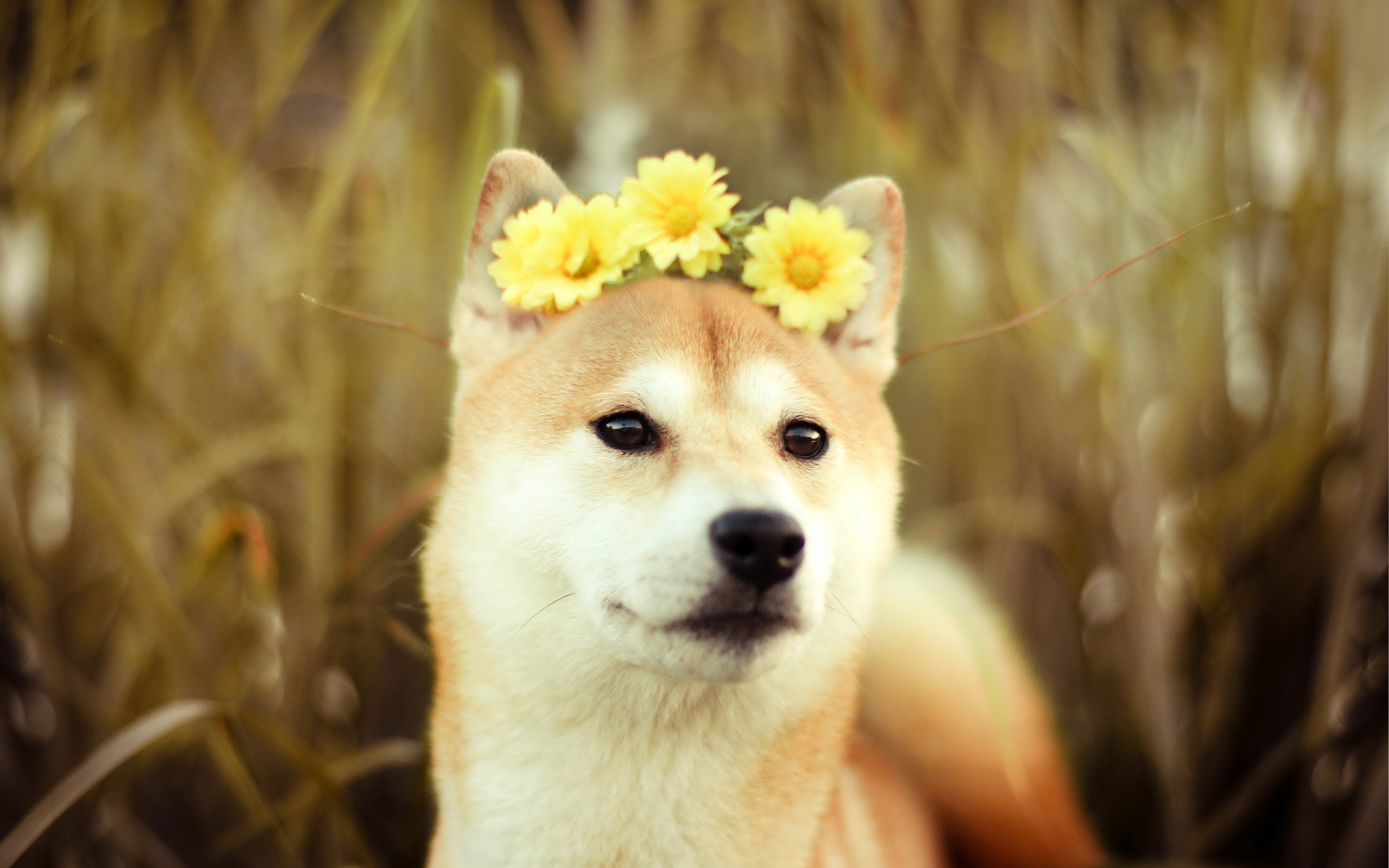 271030 descargar fondo de pantalla animales, shiba inu, perro, flor, perros: protectores de pantalla e imágenes gratis