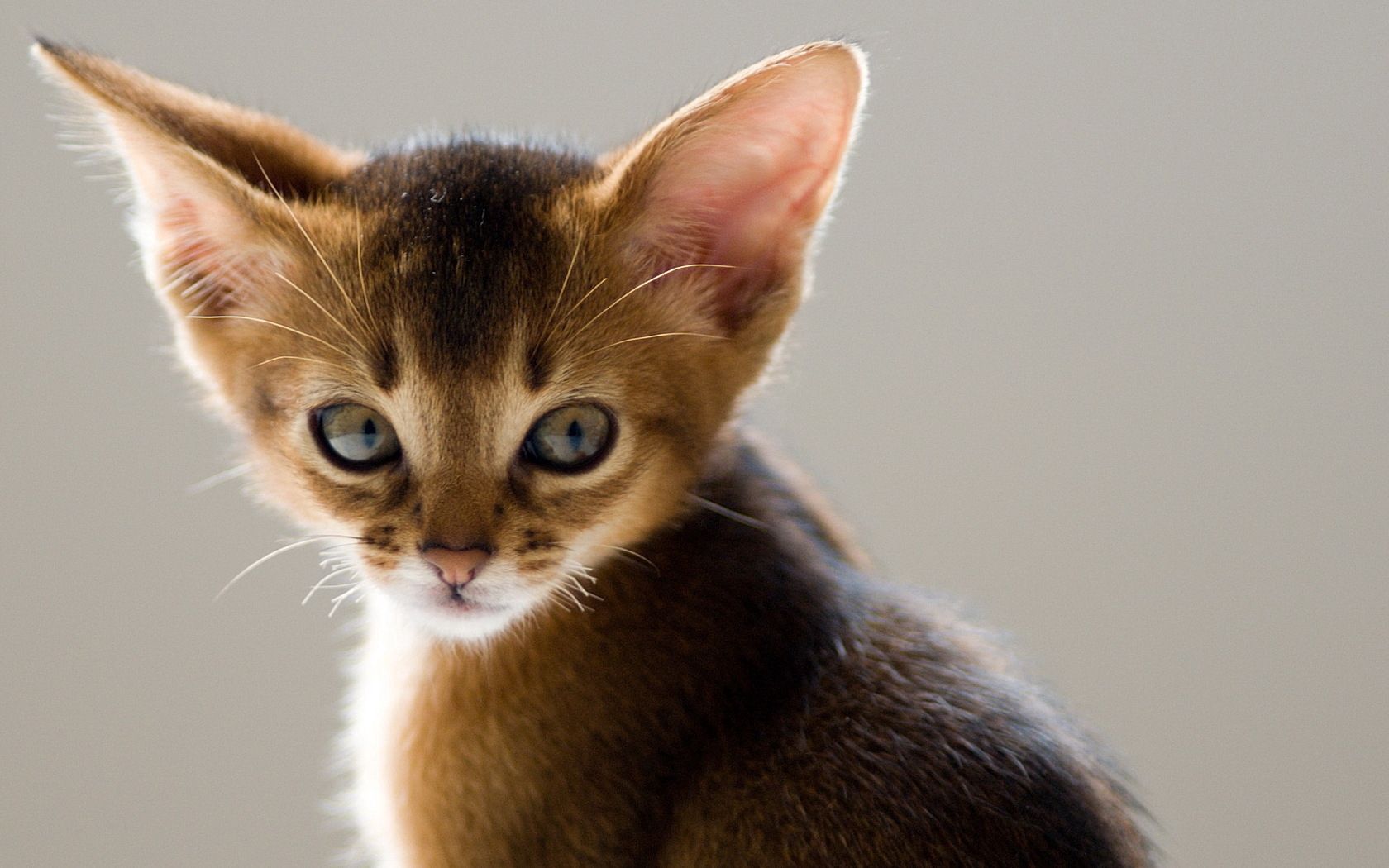 110589 descargar imagen animales, gatito, bozal, orejas: fondos de pantalla y protectores de pantalla gratis