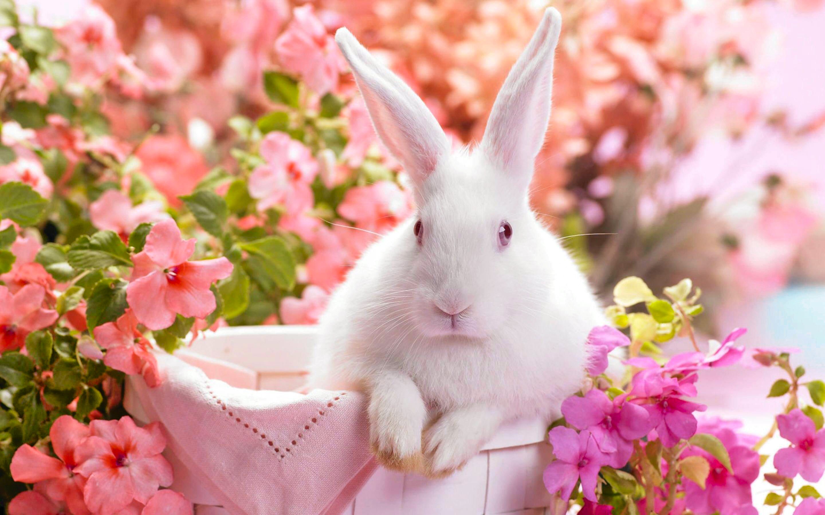 rabbit, bunny, colorful, easter, holiday HD wallpaper