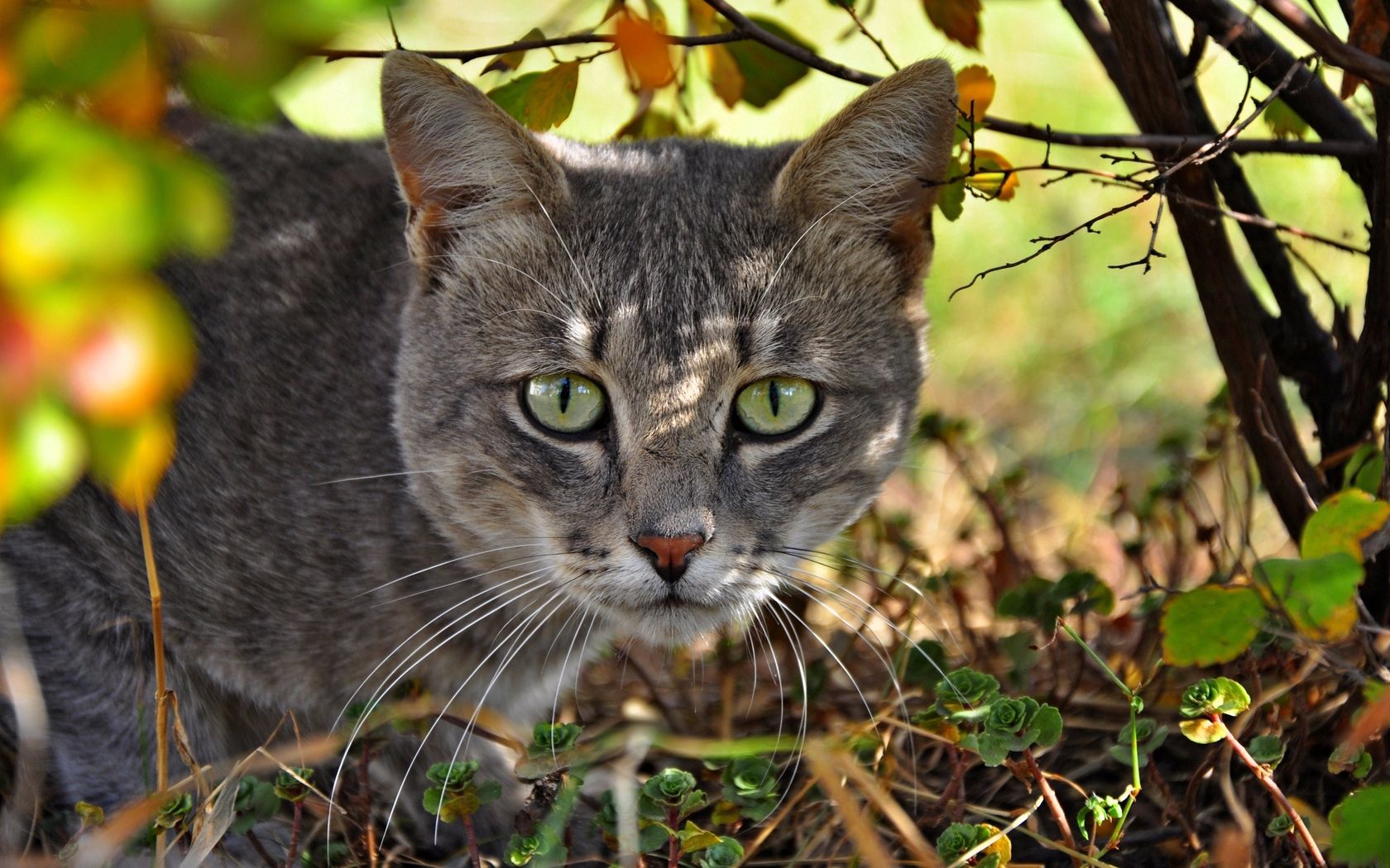 Download mobile wallpaper Muzzle, Grass, Hunt, Hunting, Cat, Animals for free.