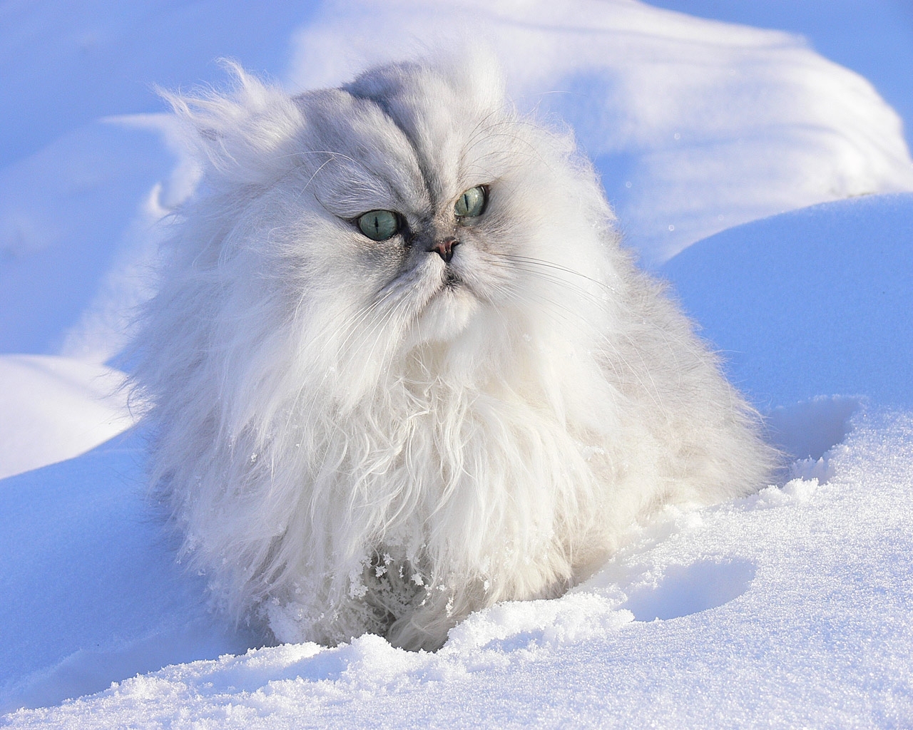 免费下载动物, 冬天, 猫, 雪手机壁纸。