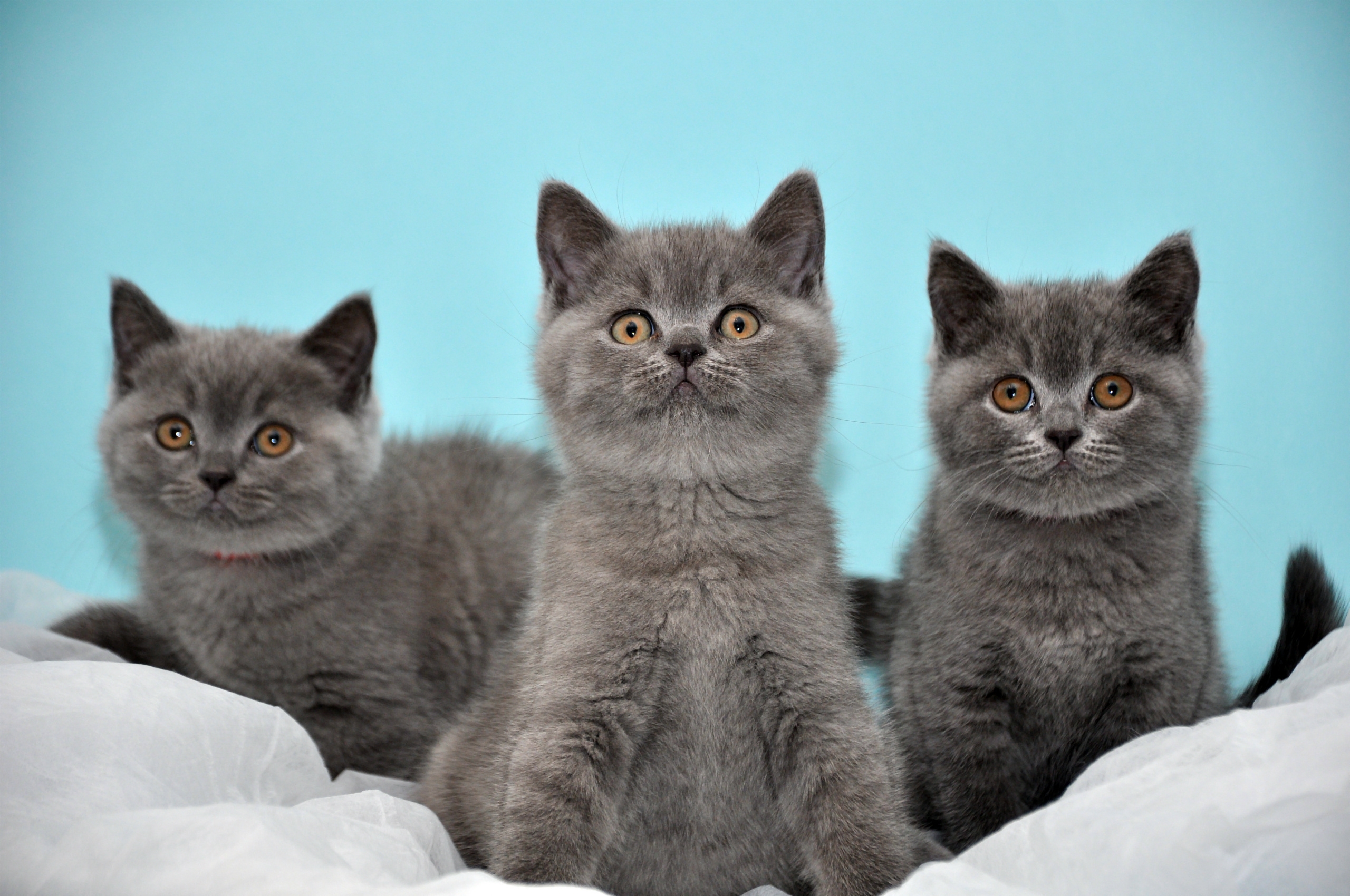 animals, beautiful, three, kittens, british HD wallpaper