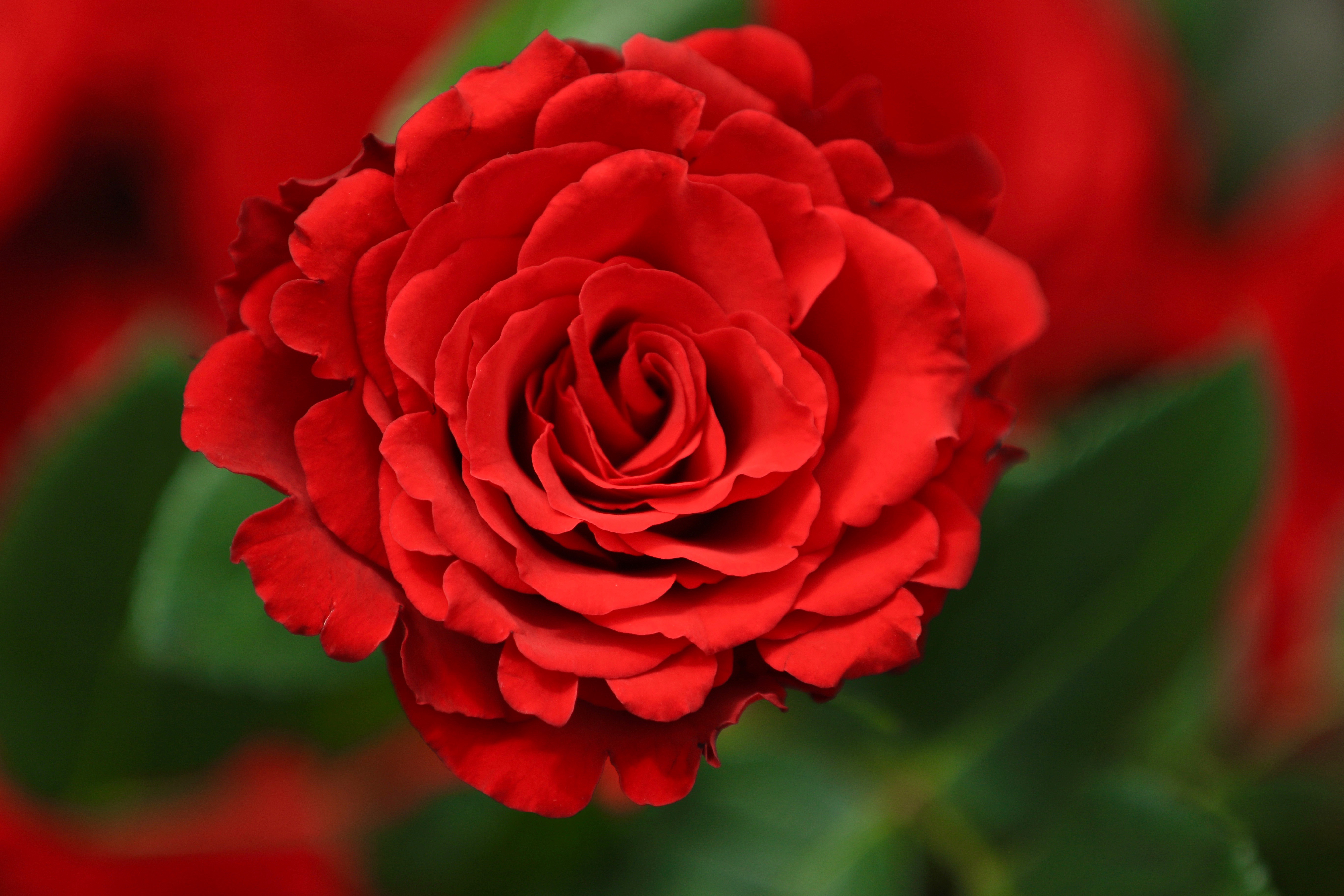 earth, rose, bud, close up, flower, nature, red flower, flowers cell phone wallpapers