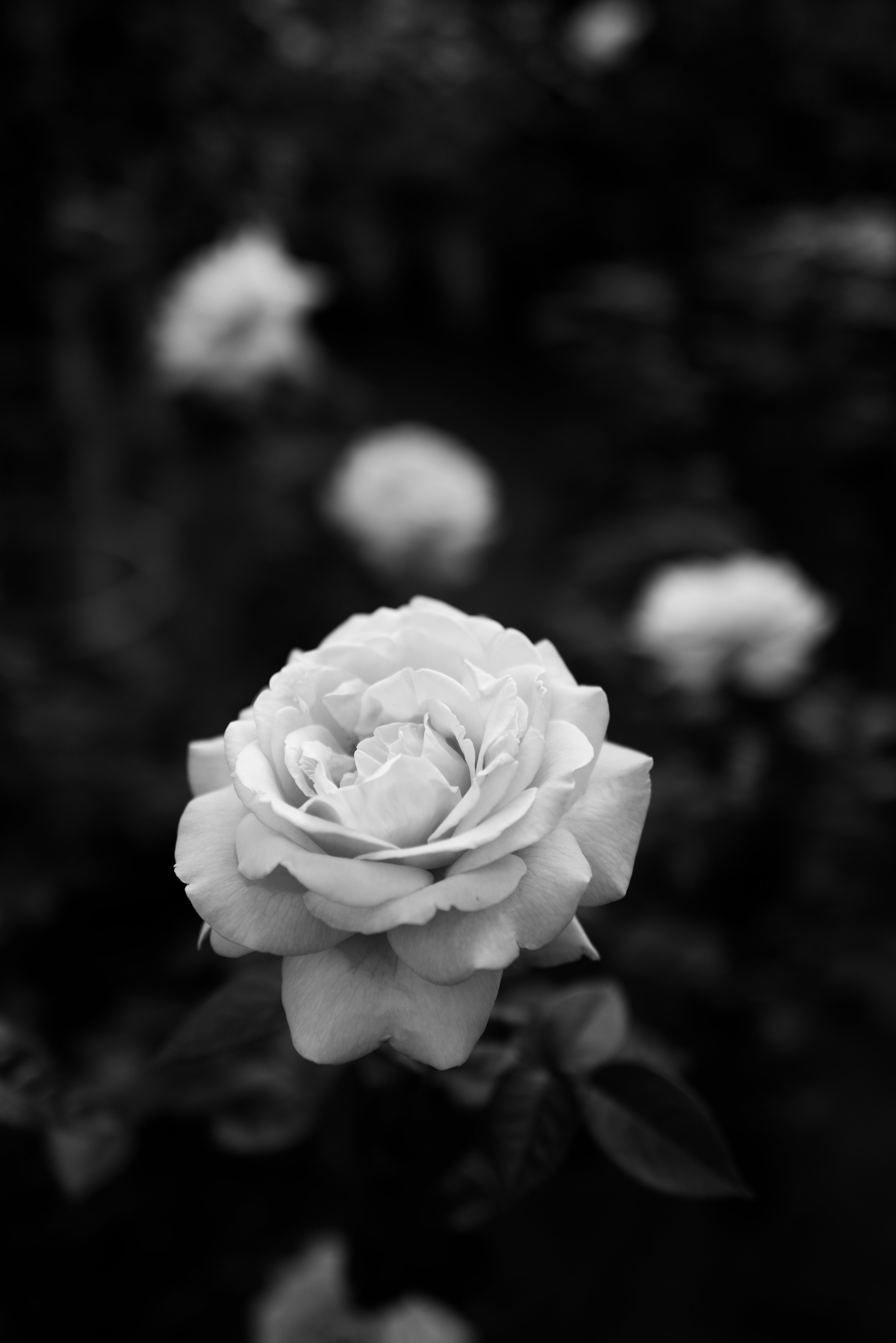 PCデスクトップに薔薇, Chb, 工場, バラの花, 白い, Bw, 花, 植物, フラワーズ画像を無料でダウンロード