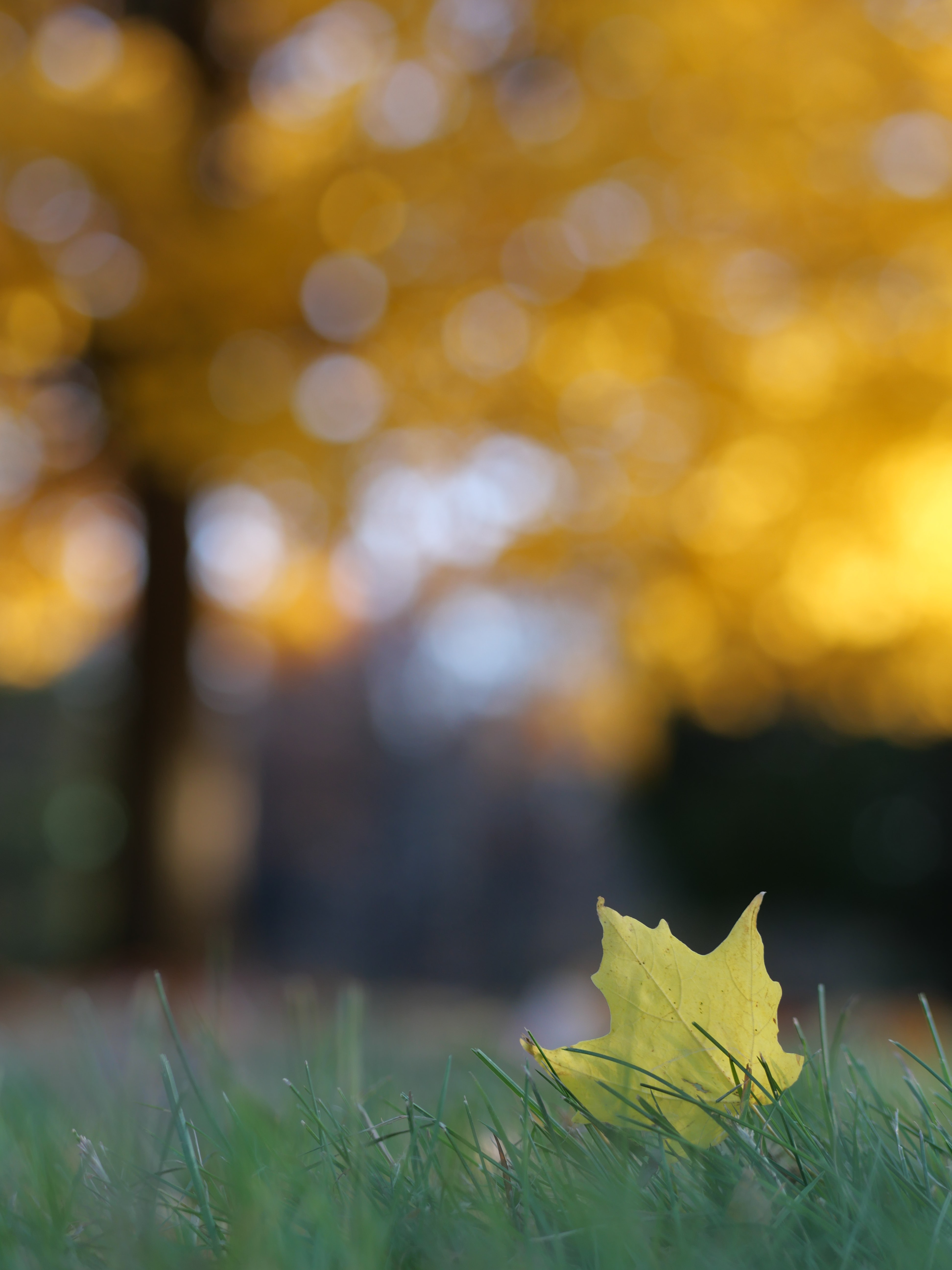 autumn, grass, macro, leaflet 1080p