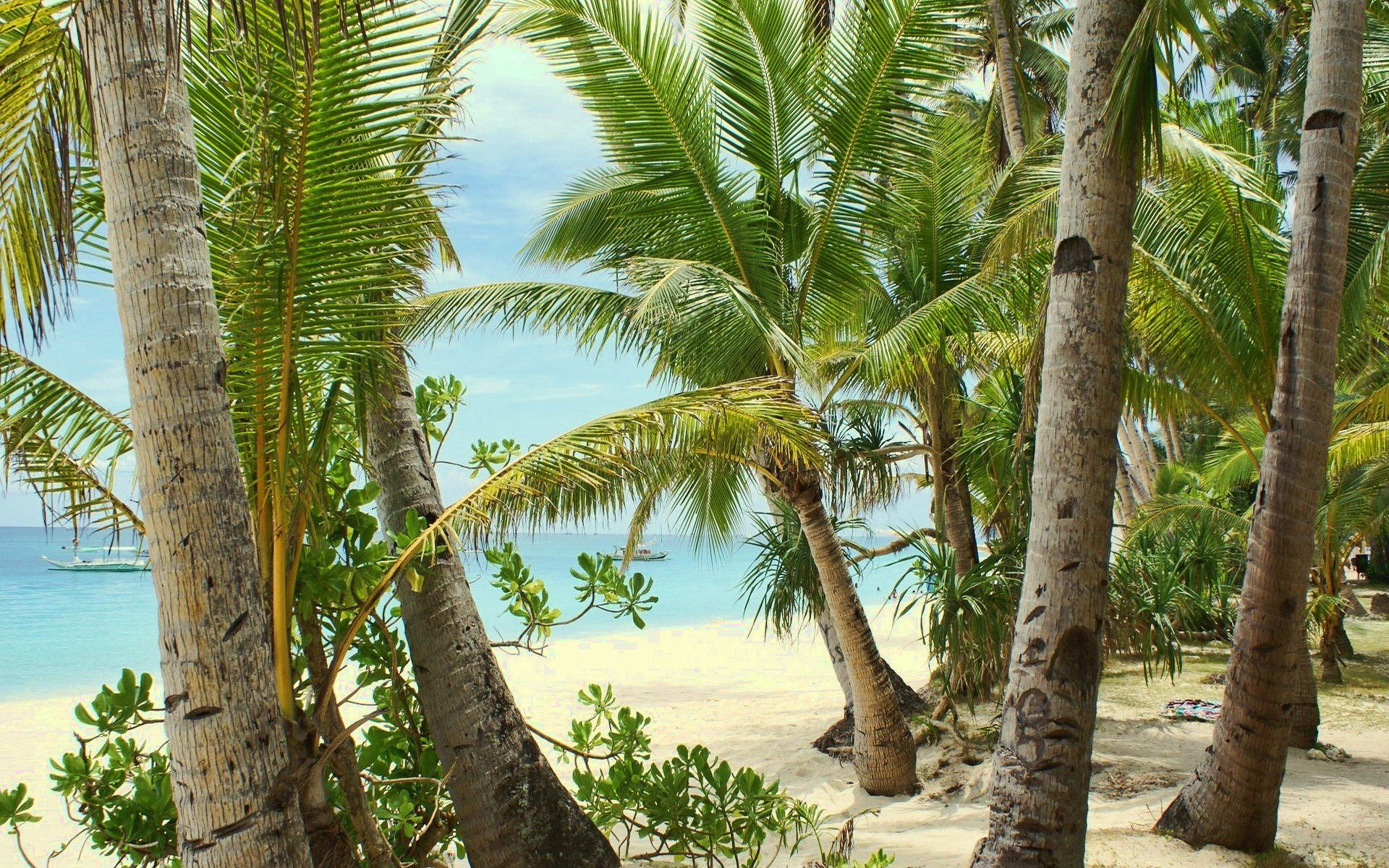 Beach tree. Тропики. Тропические пальмы. Красивый пляж. Пляж с пальмами.