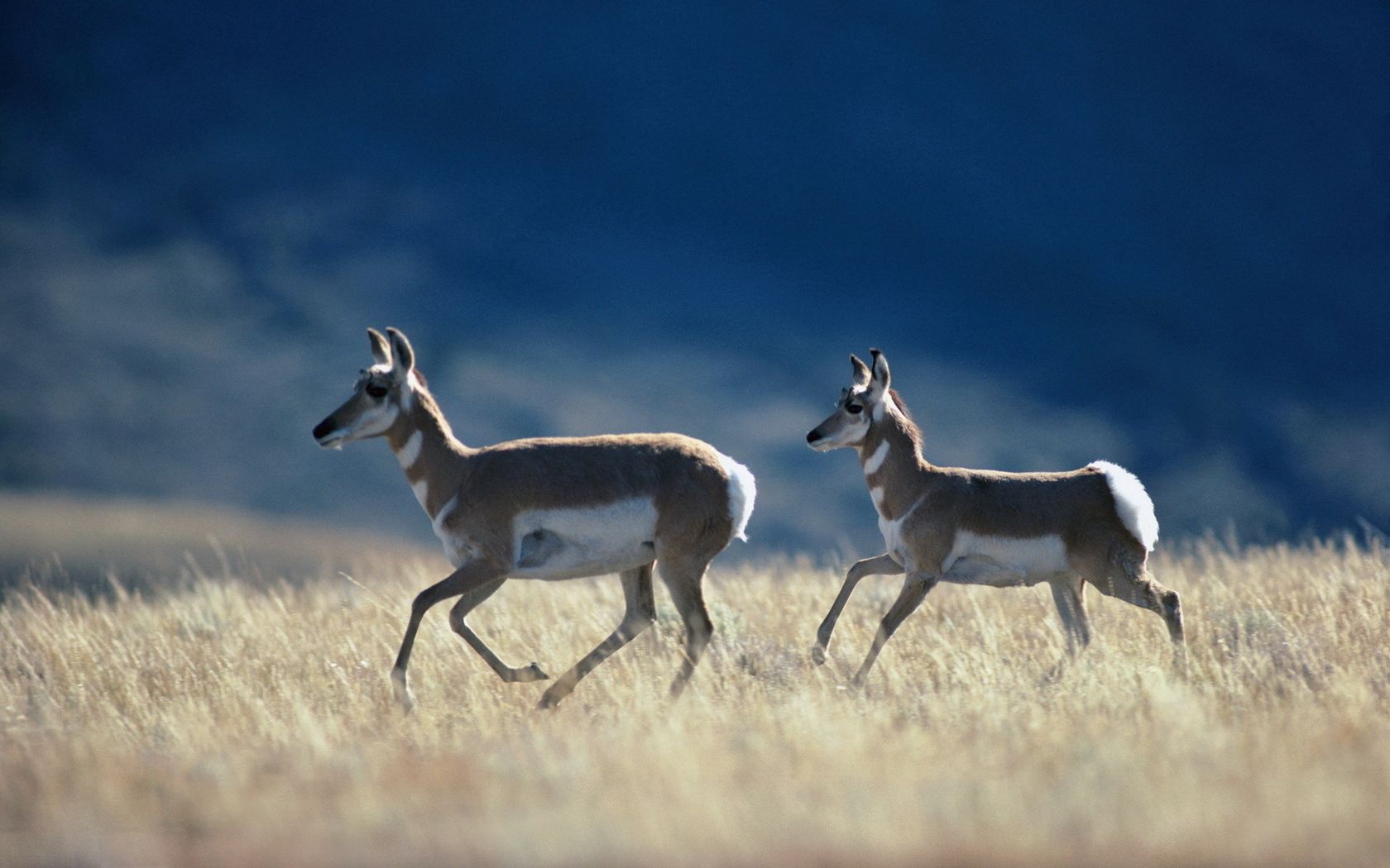 81605 Hintergrundbild herunterladen tiere, grass, steppe, lauf, ausgeführte, antilope - Bildschirmschoner und Bilder kostenlos