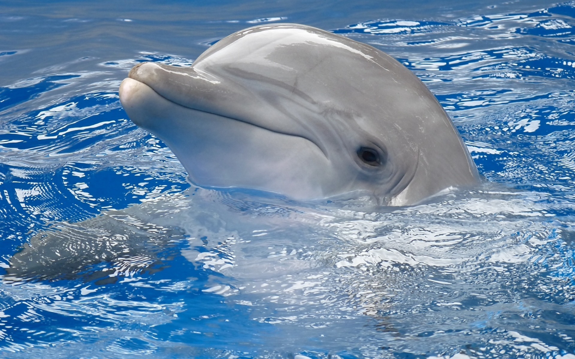 614340 免費下載壁紙 动物, 海豚, 宽吻海豚 屏保和圖片