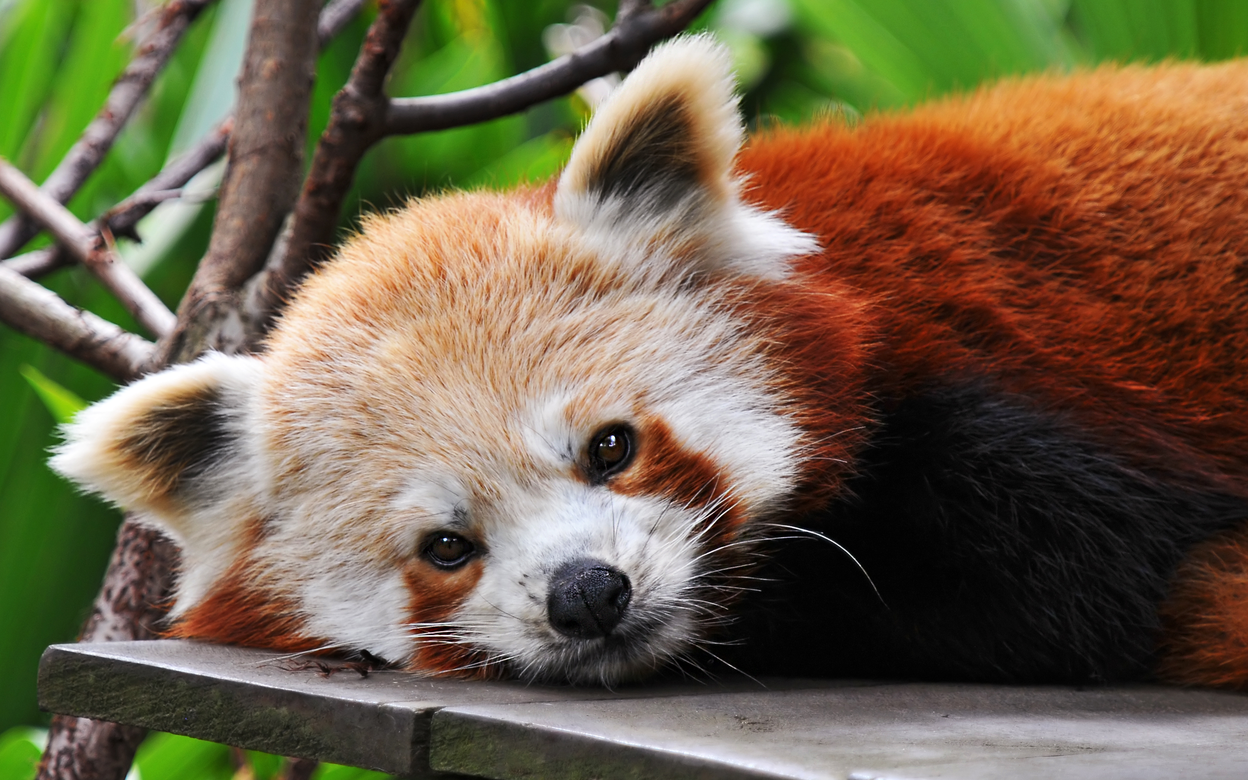 532909 Bild herunterladen tiere, kleiner panda - Hintergrundbilder und Bildschirmschoner kostenlos