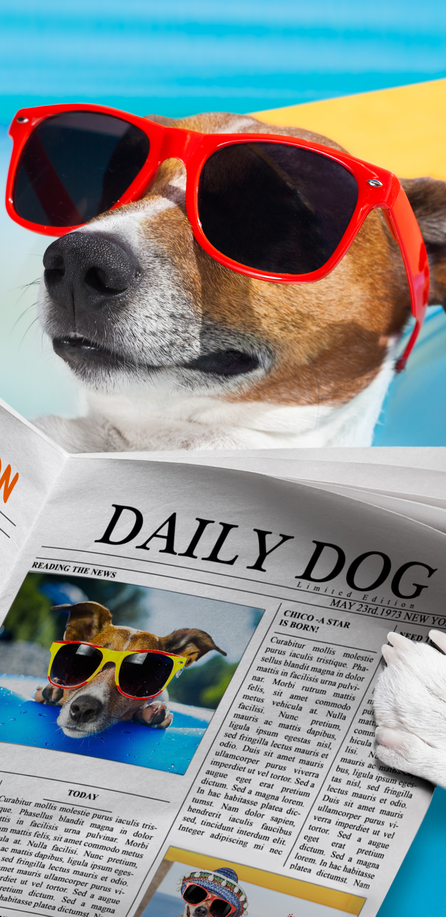 humor, dog, summer, newspaper, sunglasses, jack russell terrier High Definition image