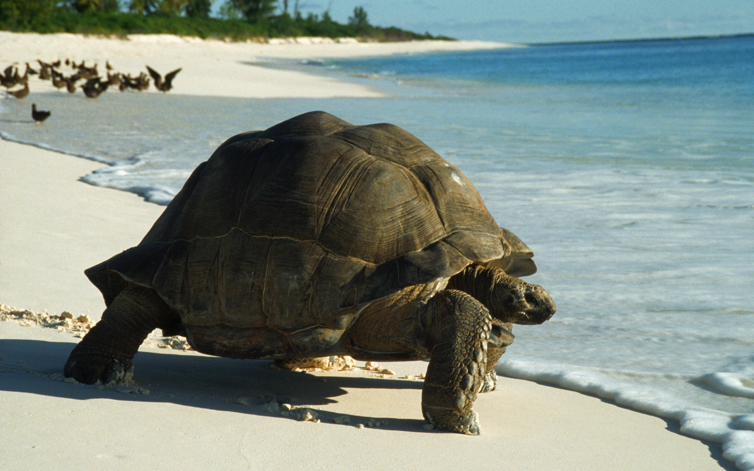 Download mobile wallpaper Tortoise, Turtle, Turtles, Animal for free.