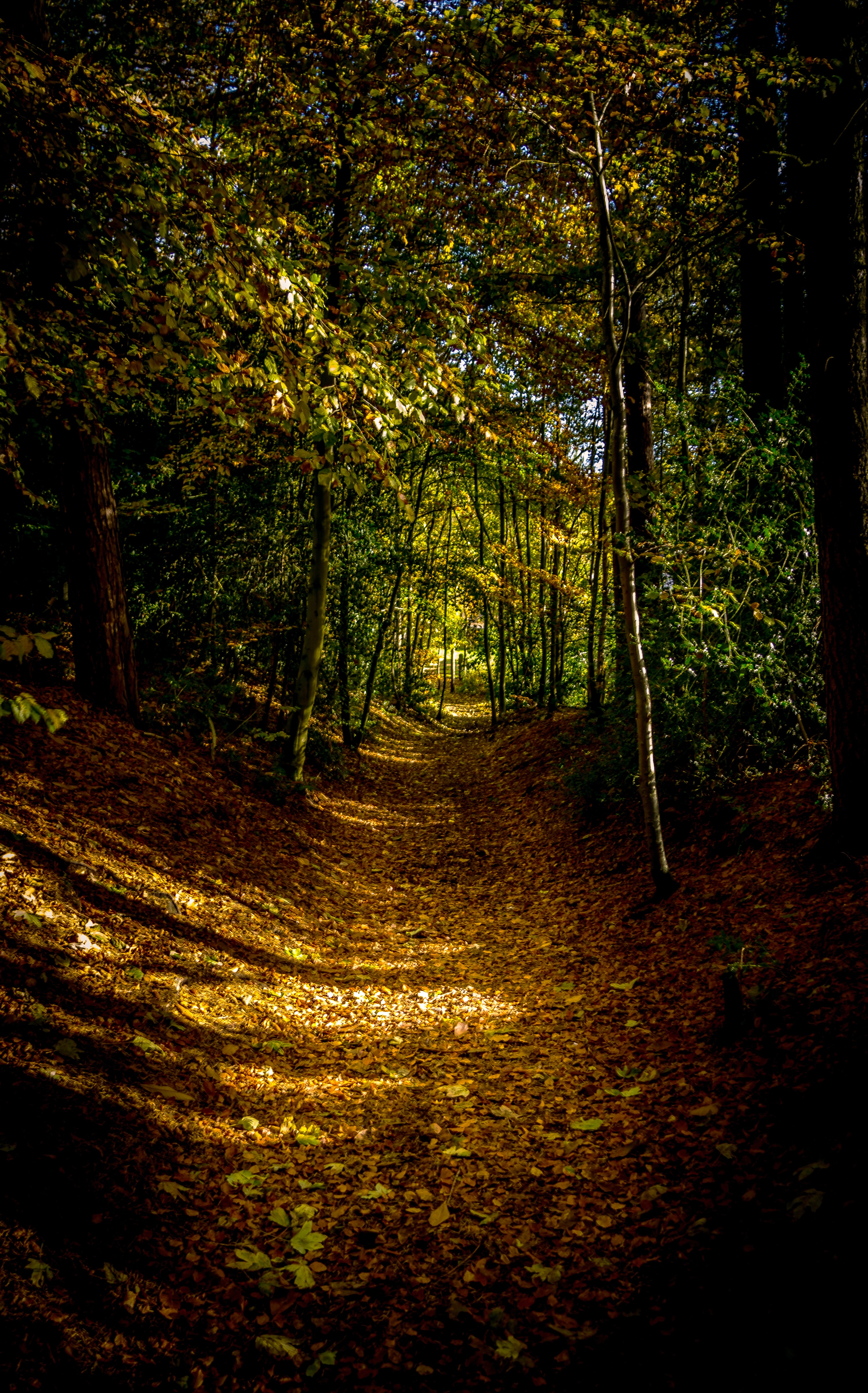 78651 télécharger l'image forêt, nature, arbres, automne, feuilles, chemin - fonds d'écran et économiseurs d'écran gratuits