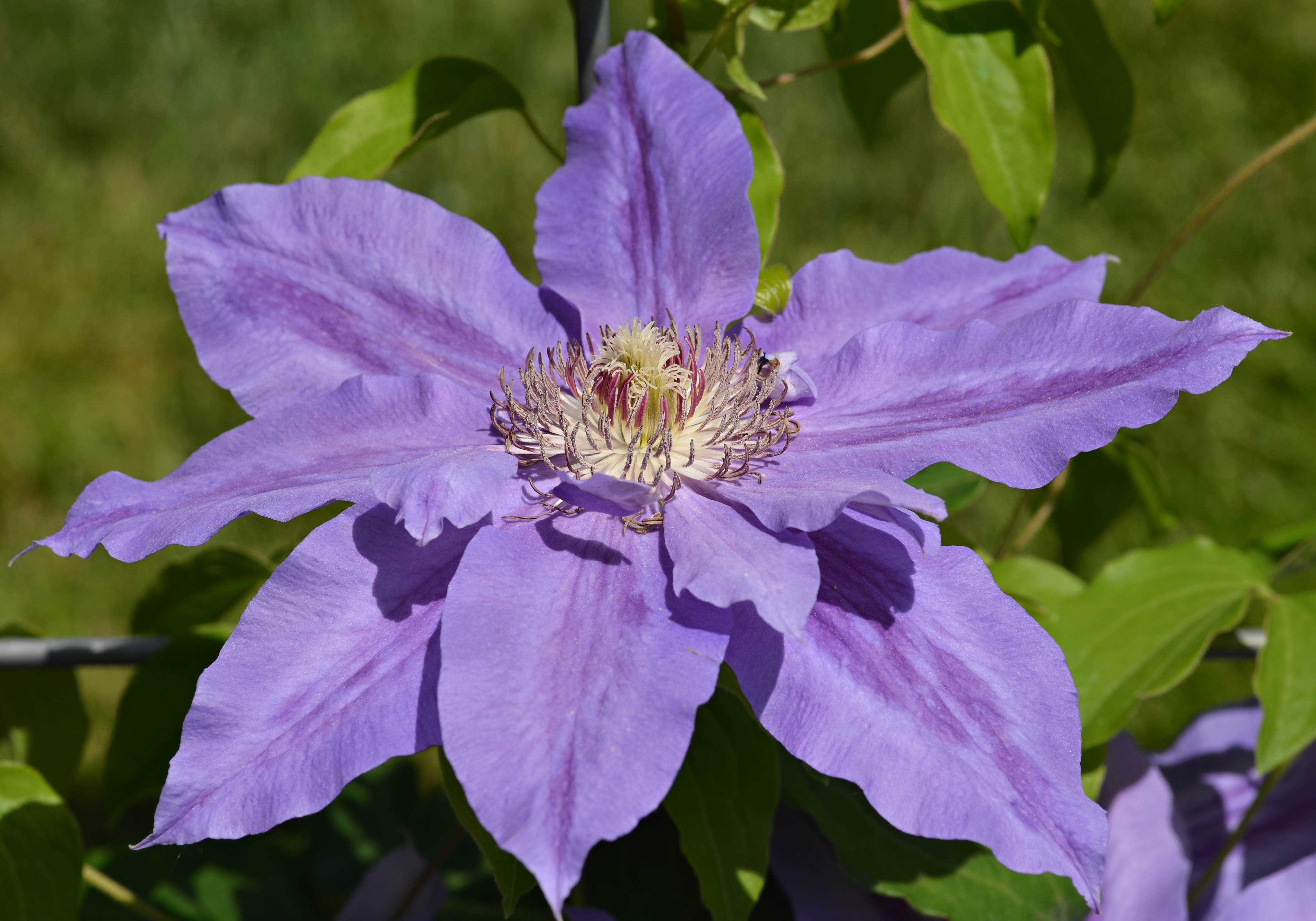  Clematis Cellphone FHD pic
