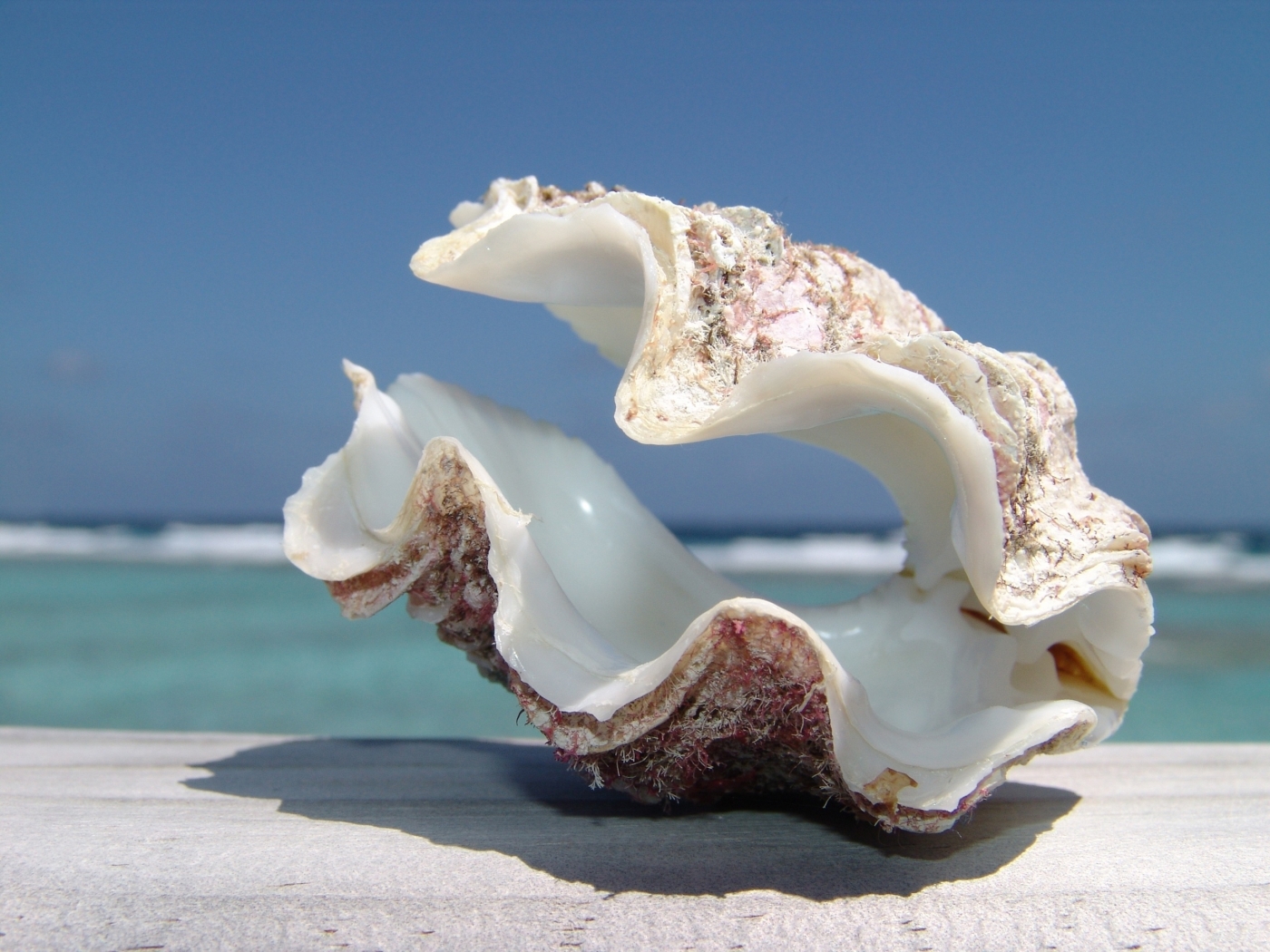 shells, background