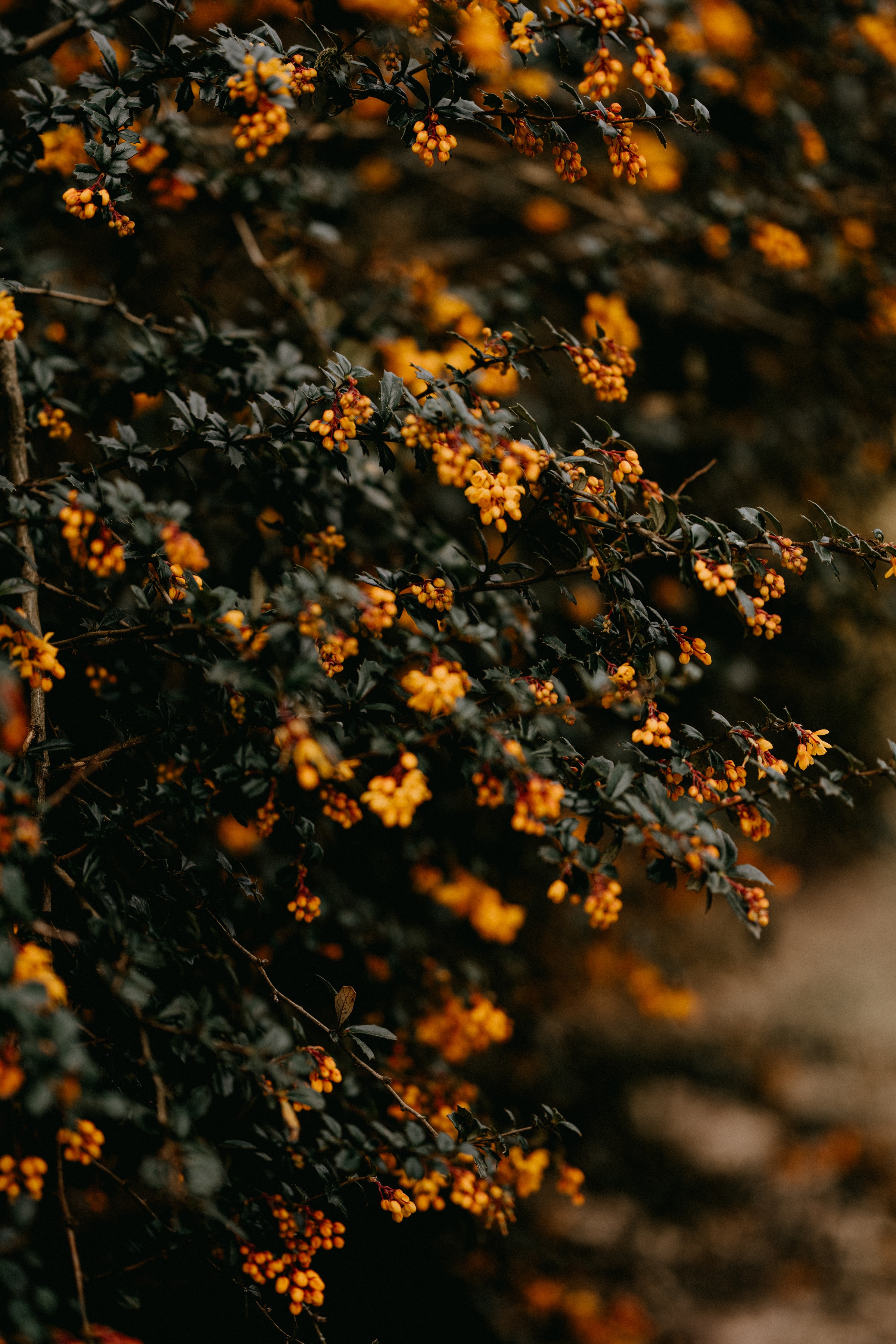 leaves, flowers, yellow, macro, branches Full HD