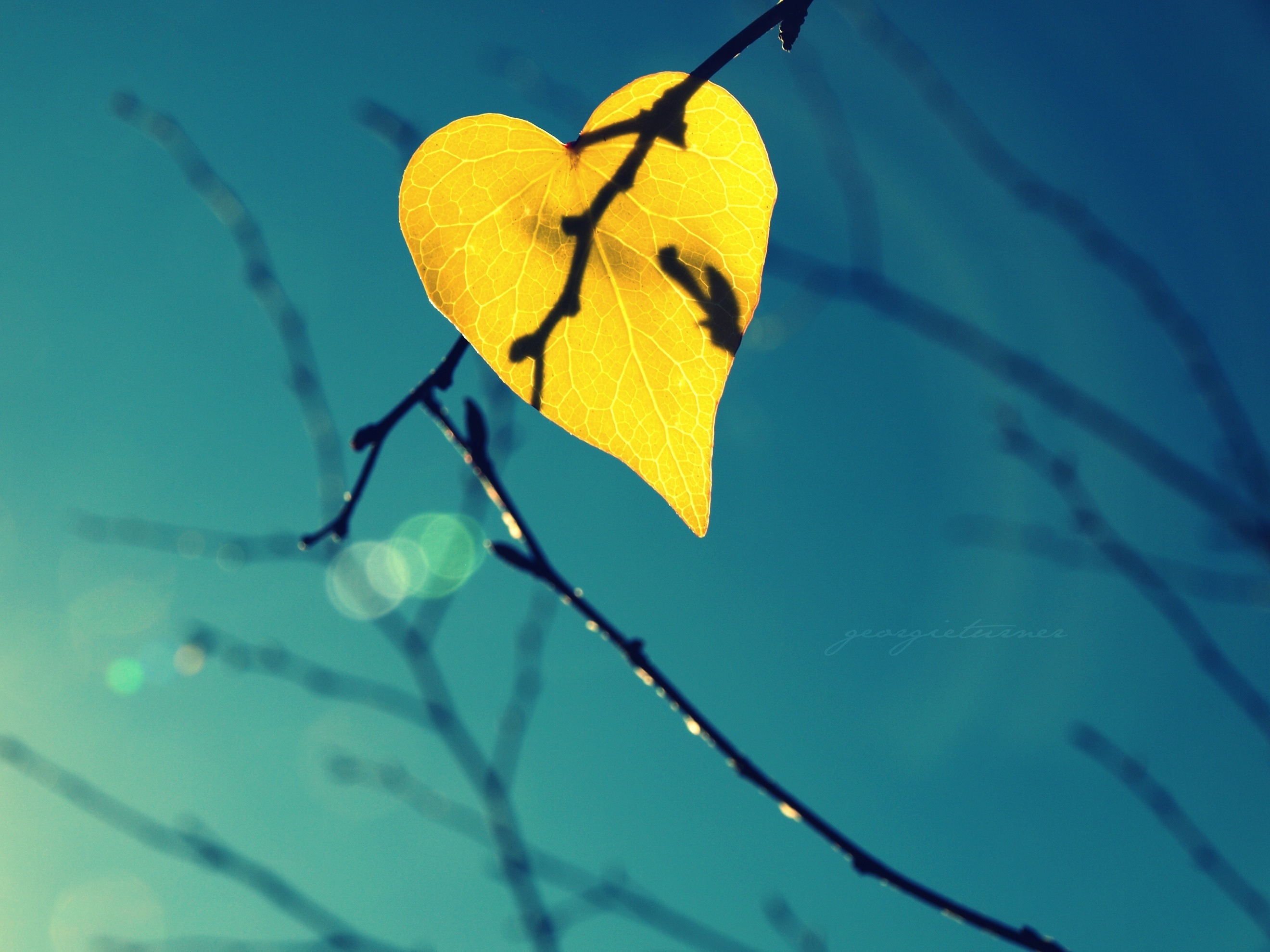 Скучаю природа. Обои листья. Лист в форме сердца. Желто синий листик. Листья на фоне неба.