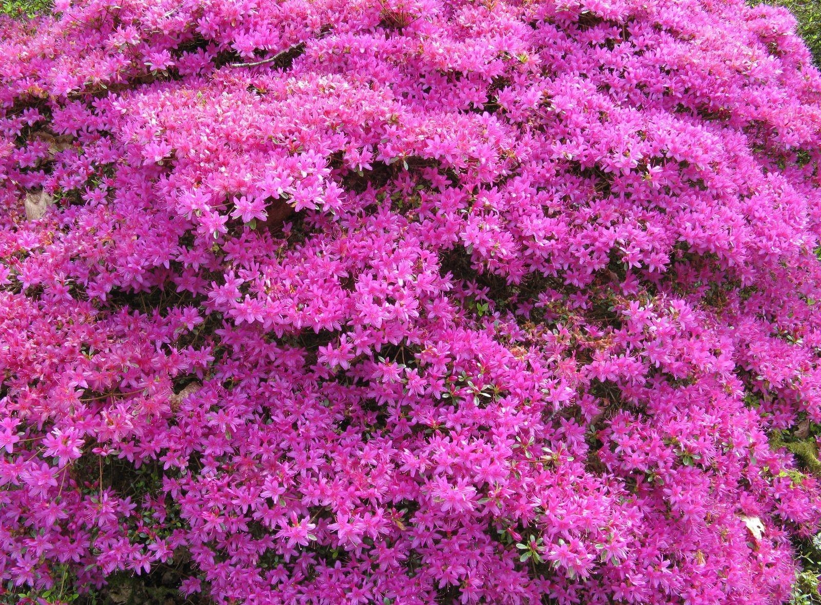 68902 Hintergrundbild herunterladen blumen, bush, blühen, blühenden, busch, hübsch, es ist wunderschön, azalee, azalea - Bildschirmschoner und Bilder kostenlos